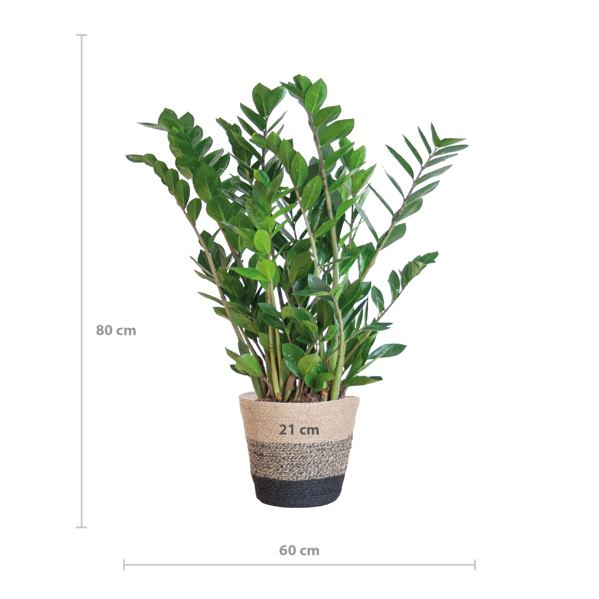 Glücksfeder - Zamioculcas Zamiifolia mit Pflanzkorb Lissabon Schwarz - 80cm - Ø21