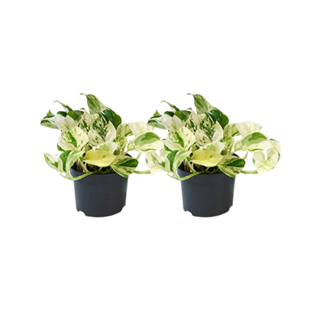 Efeutute Set - Epipremnum Happy Leaf - Ø12cm - Ø12 2 Stück