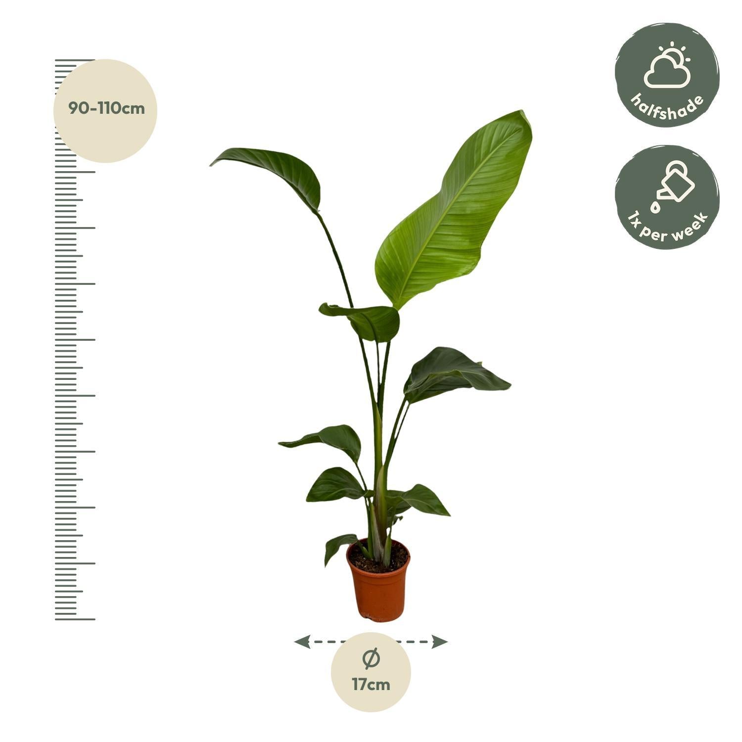 Paradiesvogelblume Set - Strelitzia Nicolai - 100 cm - Ø17 2 Stück