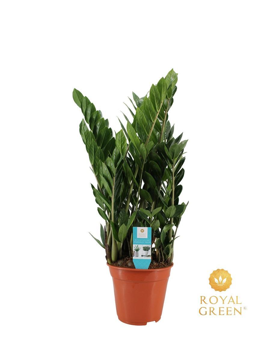 Glücksfeder - Zamioculcas 21cm - Ø21cm - ↕75cm
