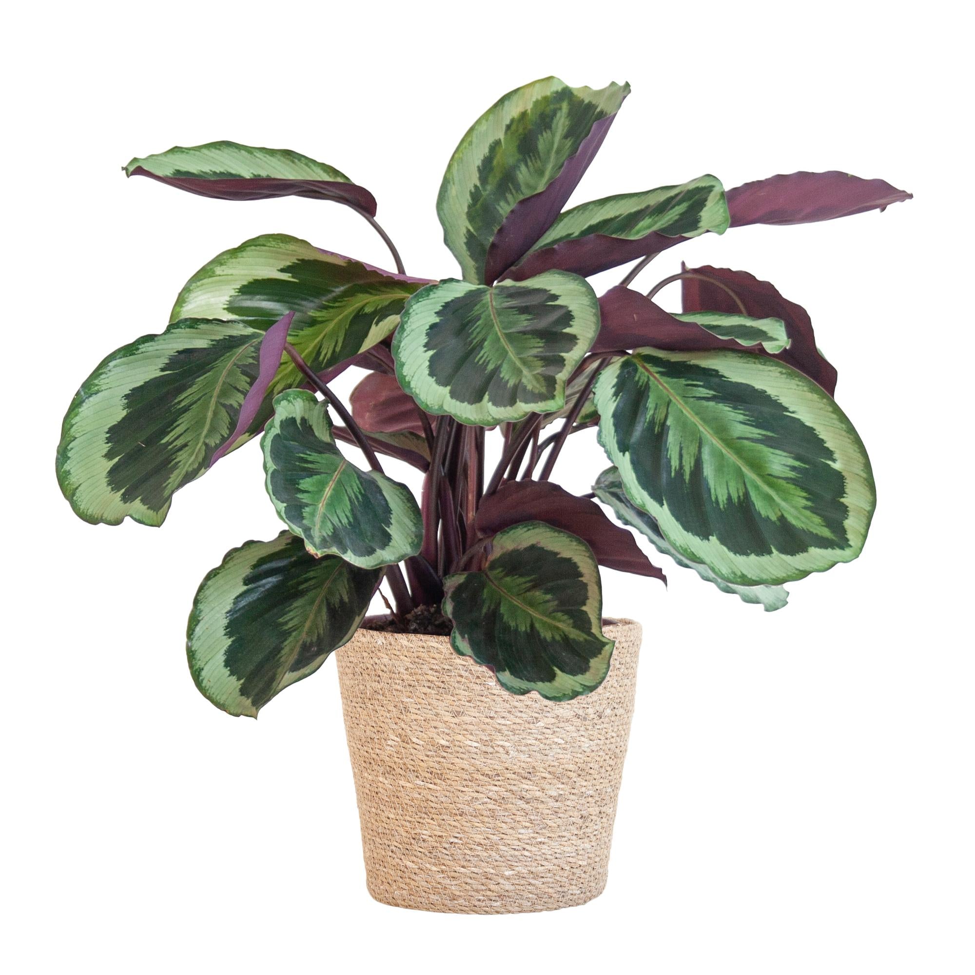 Pfauenpflanze - Calathea Medaillon mit Korb Sofia natur - 65cm - Ø21