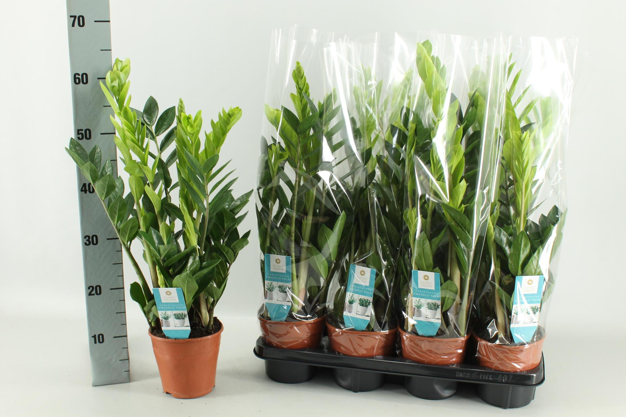 Glücksfeder - Zamioculcas 14 Cm - Ø14cm - ↕65cm