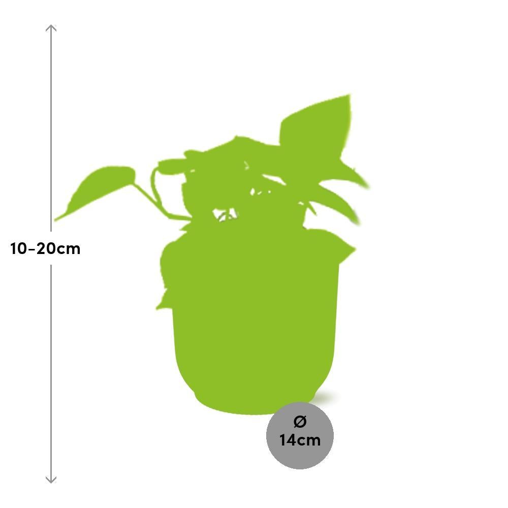 Efeutute - Epipremnum Pinnatum ‘Golden Pothos’ in ELHO Vibes Fold 14cm Topf gelb