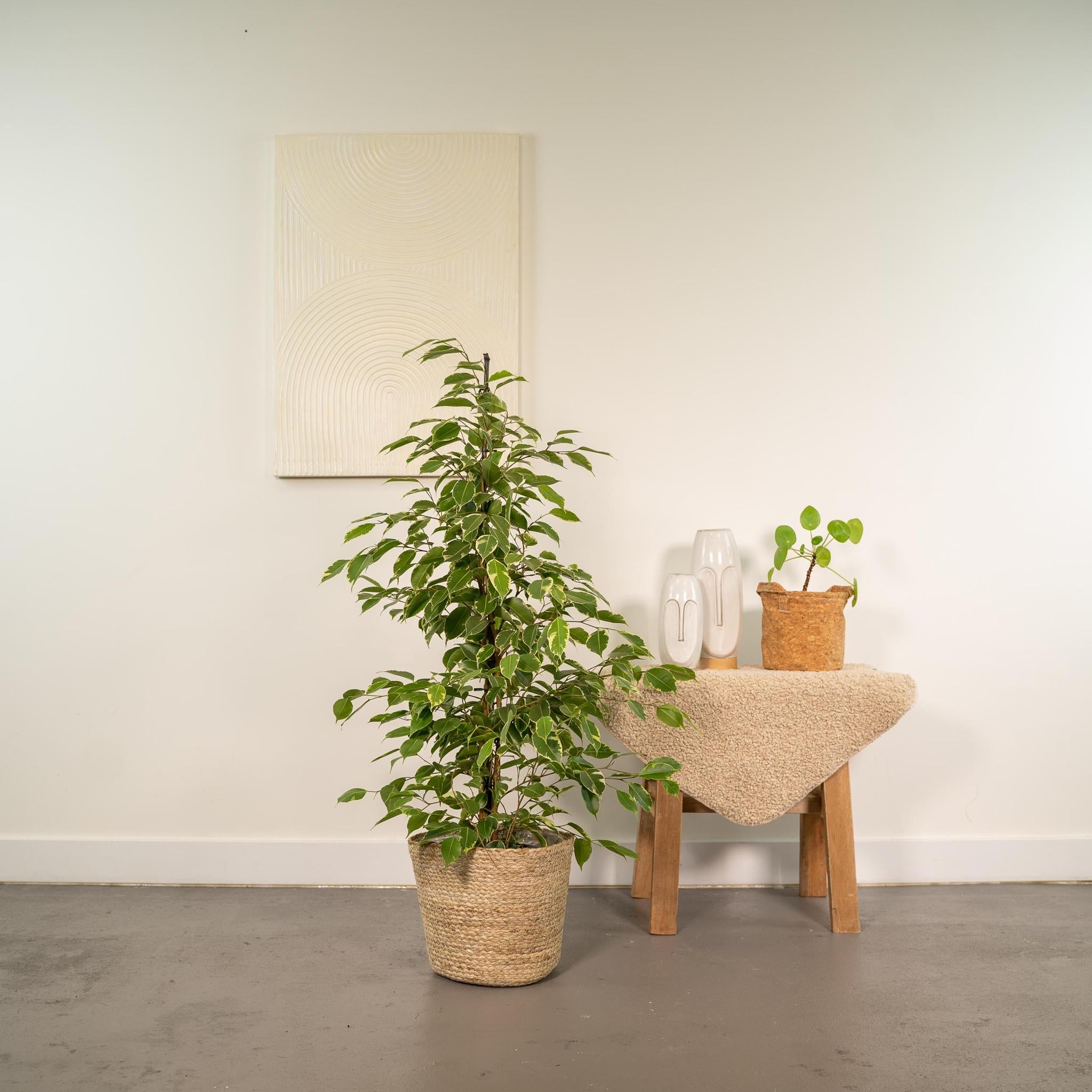 Birkenfeige - Ficus Benjamina Golden King - Ø21cm - ↕95cm + Korb Selin