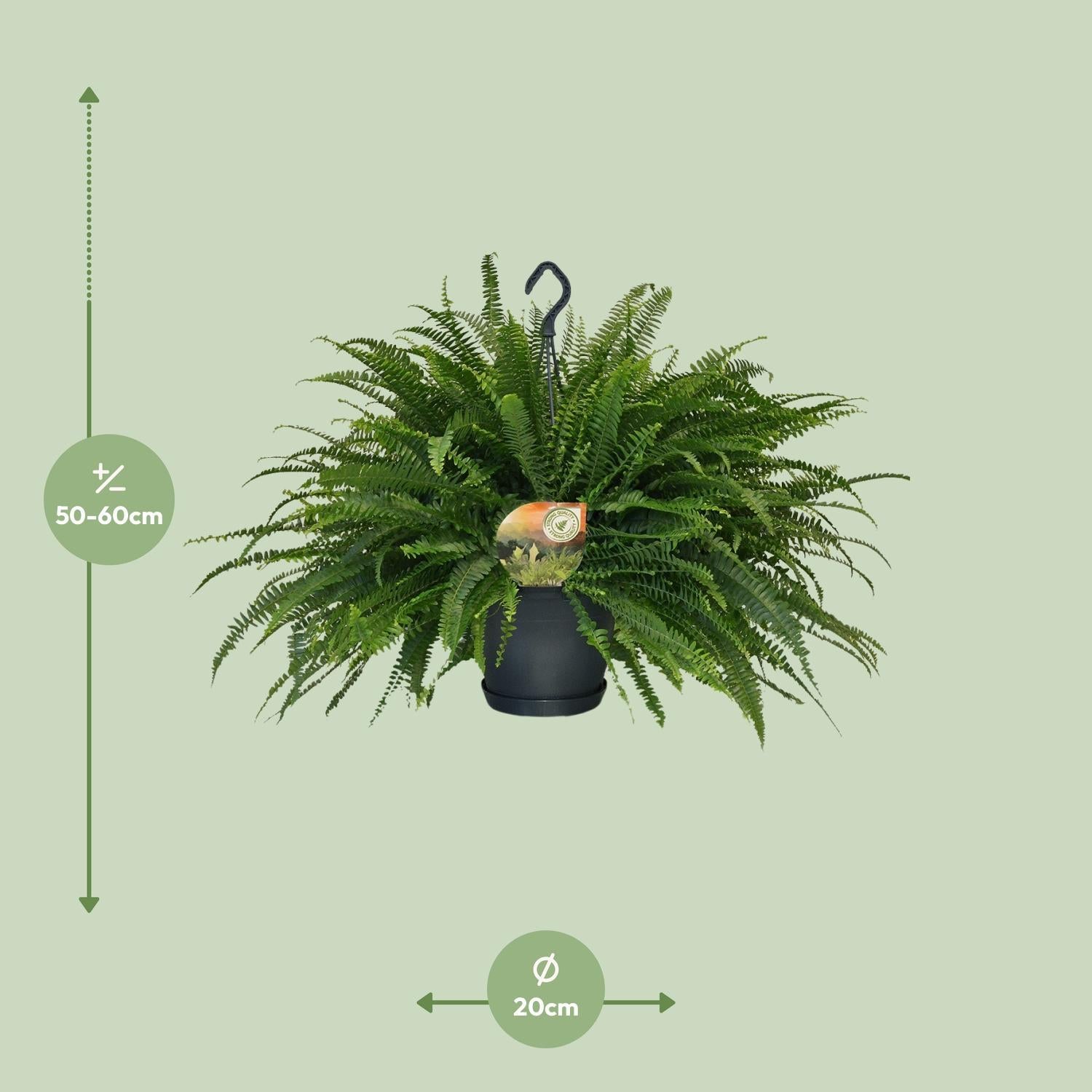 Schwertfarn - Nephrolepis Green Lady - Ø20cm - ↕60cm