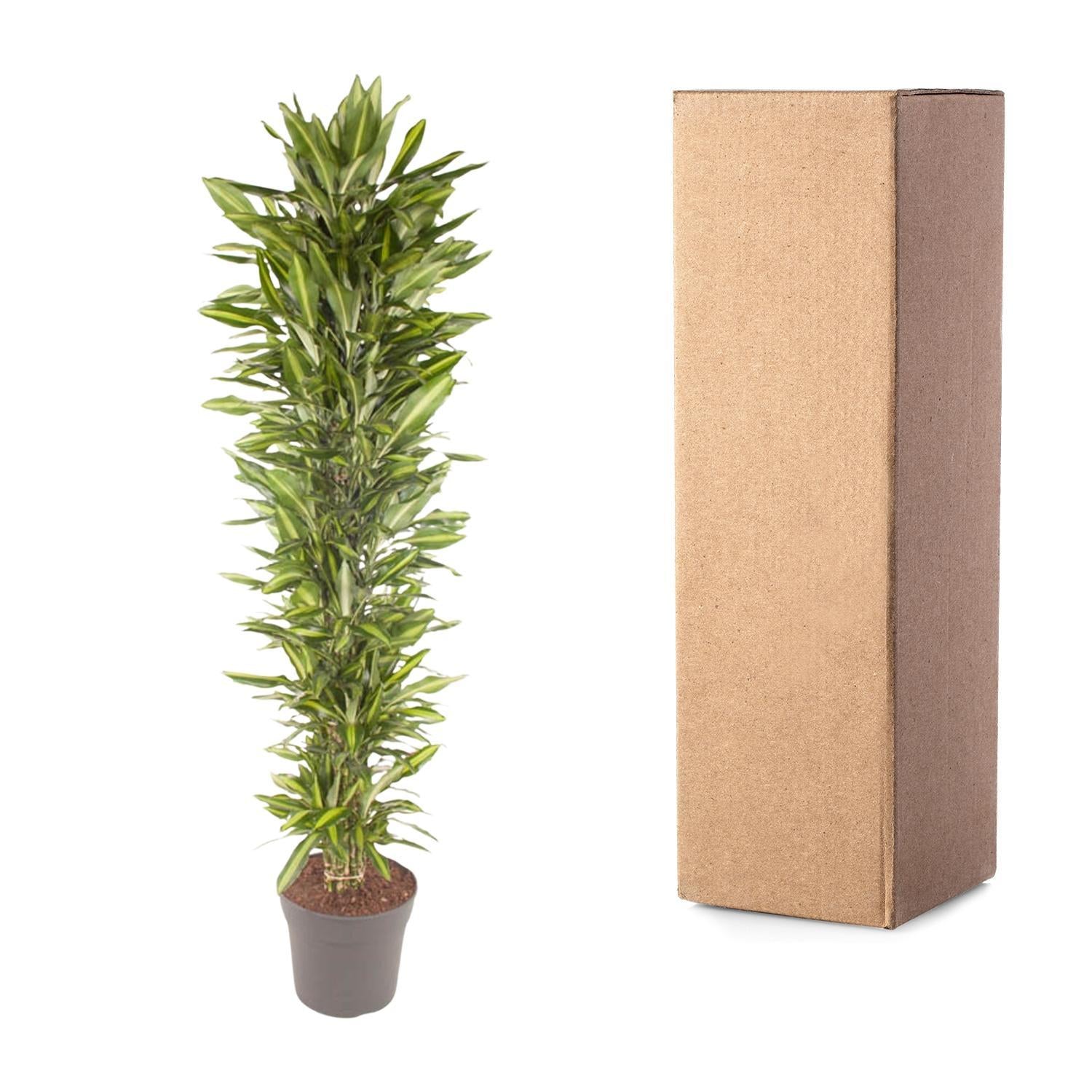 Drachenbaum - Dracaena Cintho verzweigt - 210 cm - ø40