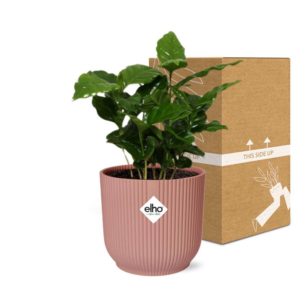 Coffea Arabica - Kaffeepflanze im ELHO Vibes Fold Topf 14cm Topf rosa