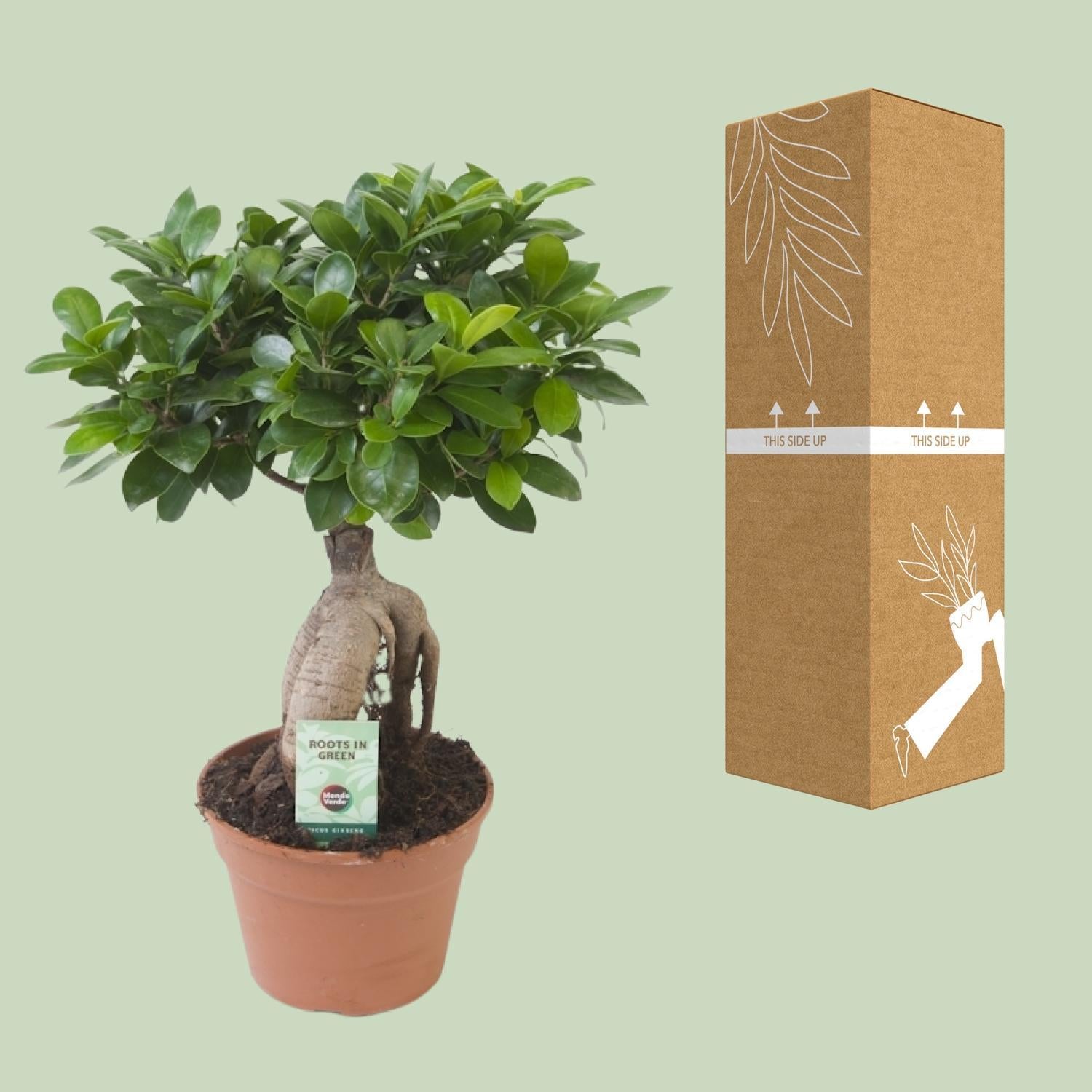Ficus Ginseng - Ficus microcarpa Ginseng - Ø17cm - ↕40cm