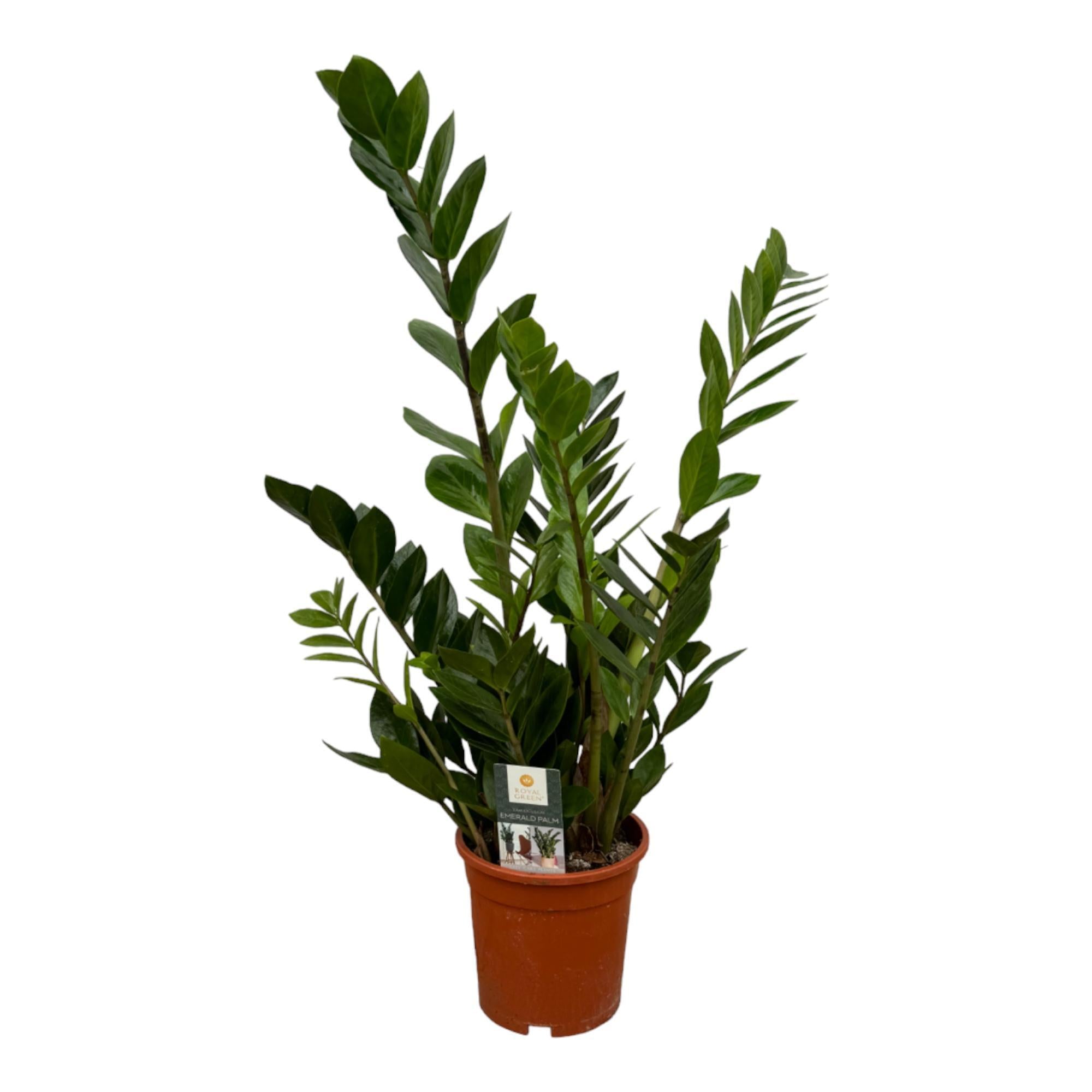Glücksfeder - Zamioculcas - 75 cm - Ø17cm