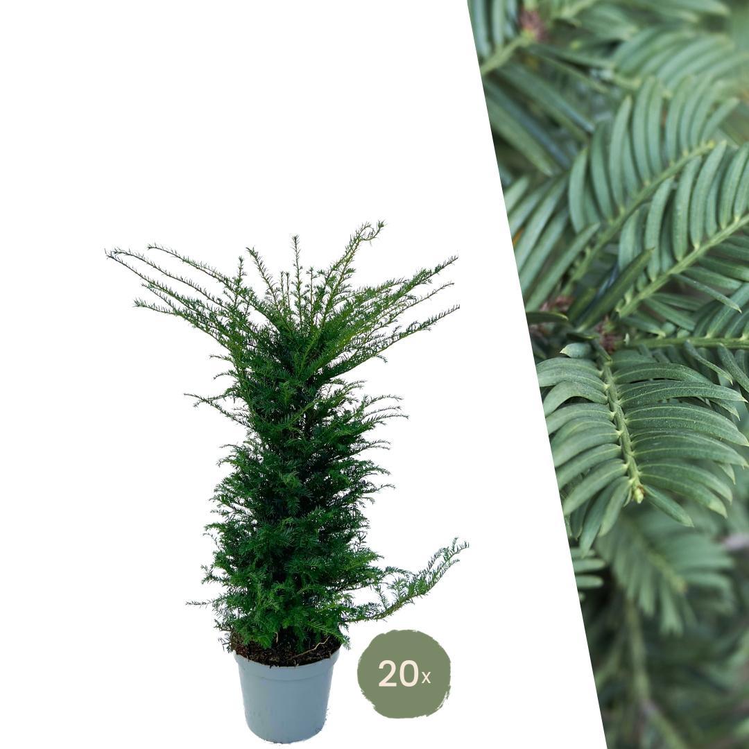 Europäische Eibe - Große Eibe (Taxus Baccata)