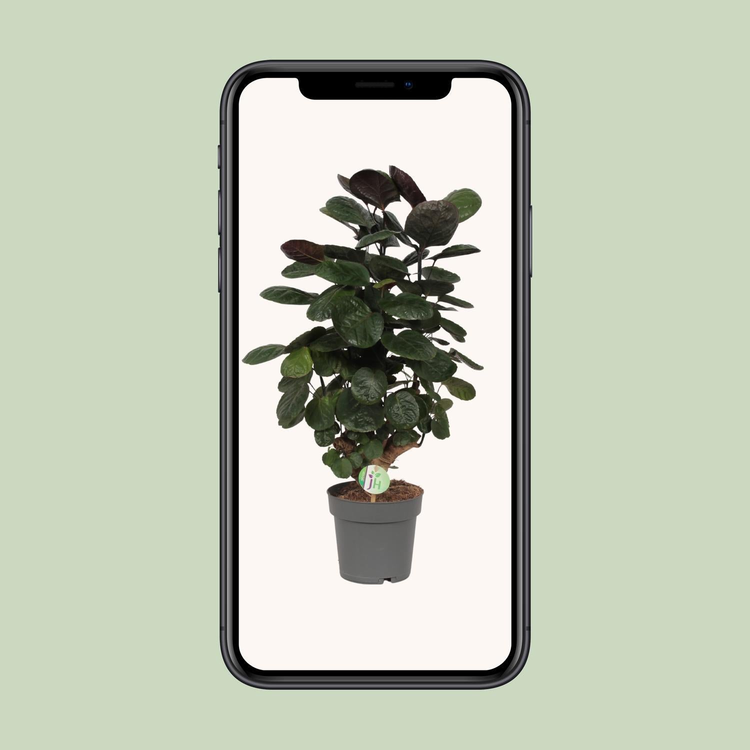 Ming Aralie - Polyscias Scutellaria Fabian - Ø19cm - ↕60cm