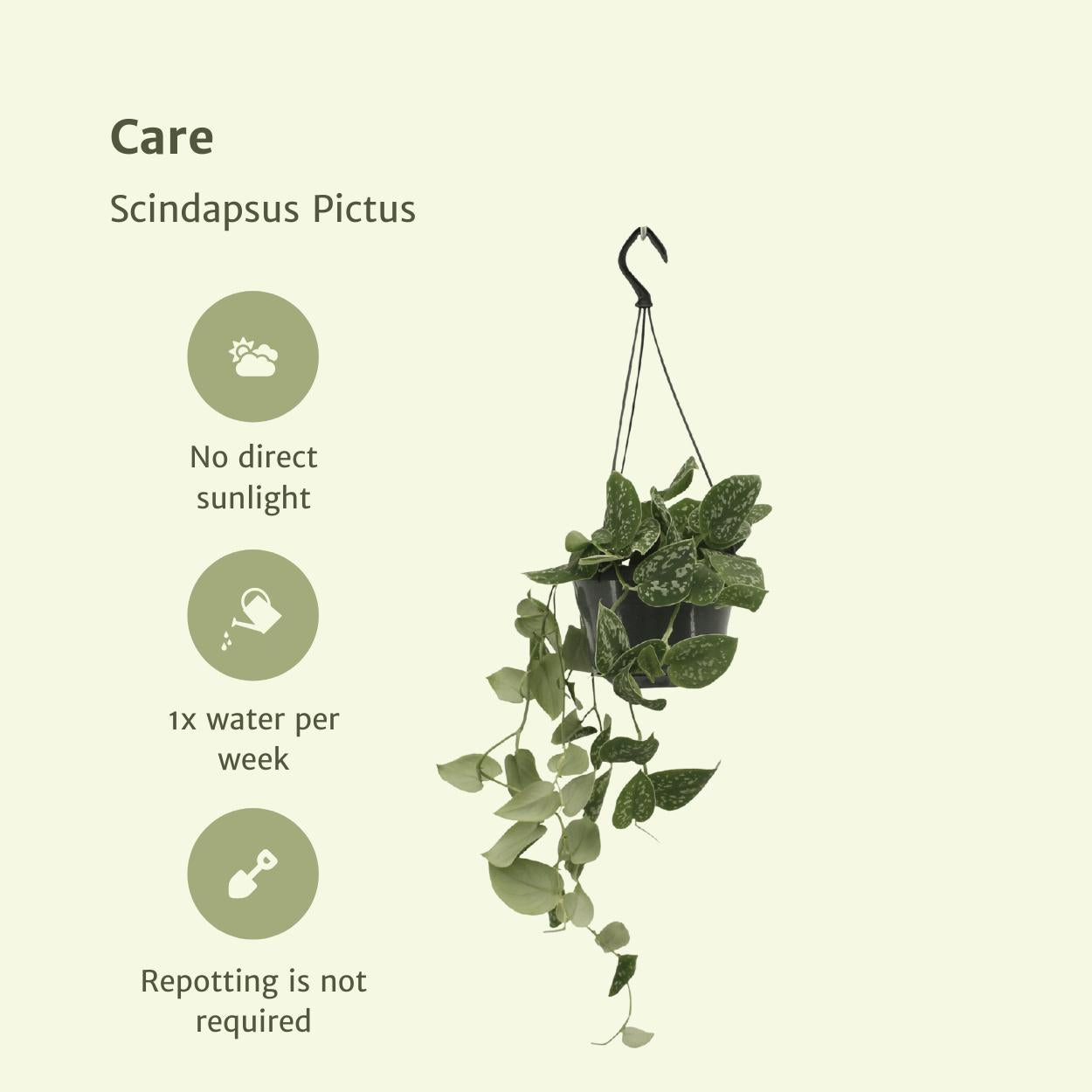 Efeutute Set - Scindapsus Pictus (Epipremnum) - Ø15cm - ↕20cm 2 Stück