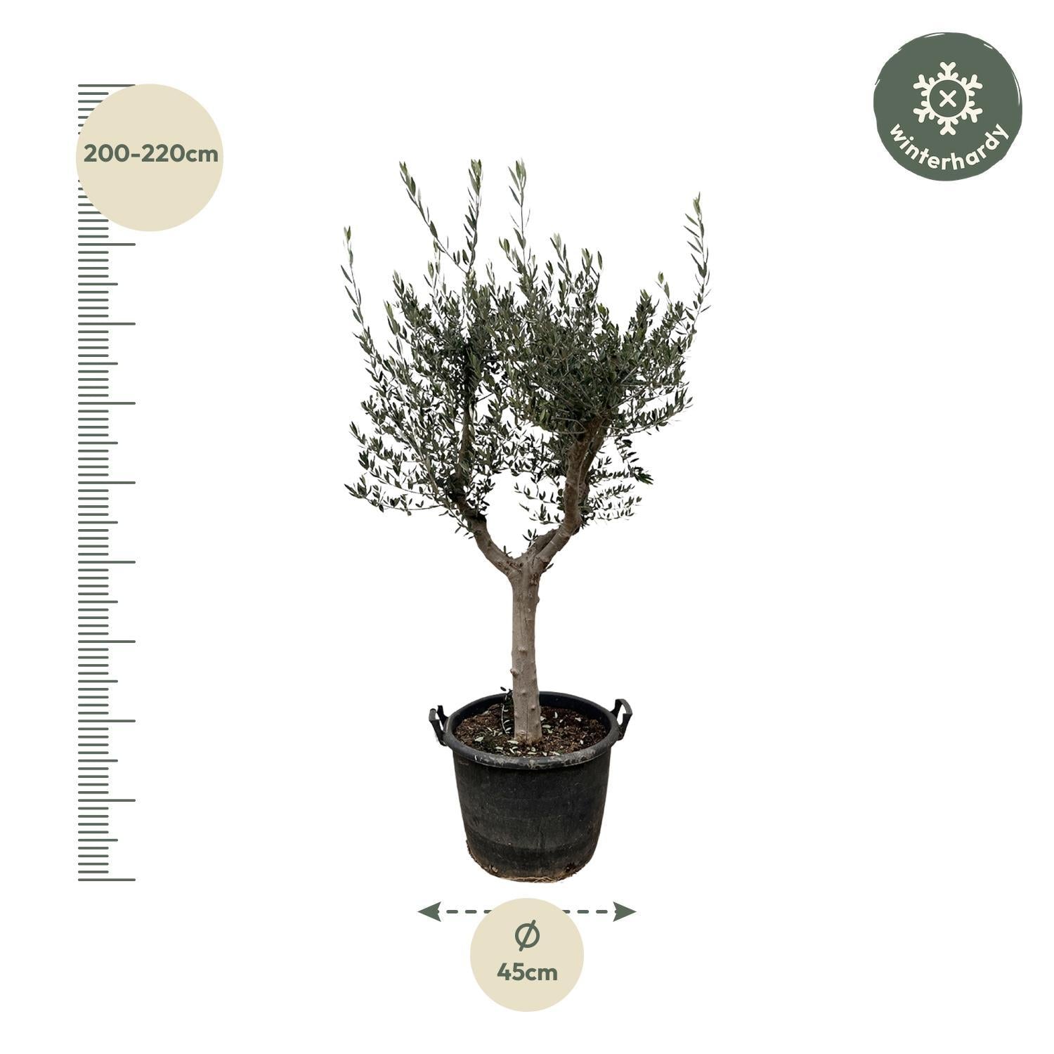Olivenbaum - Olea Olive Europaea Cultivo - 200cm- Ø45