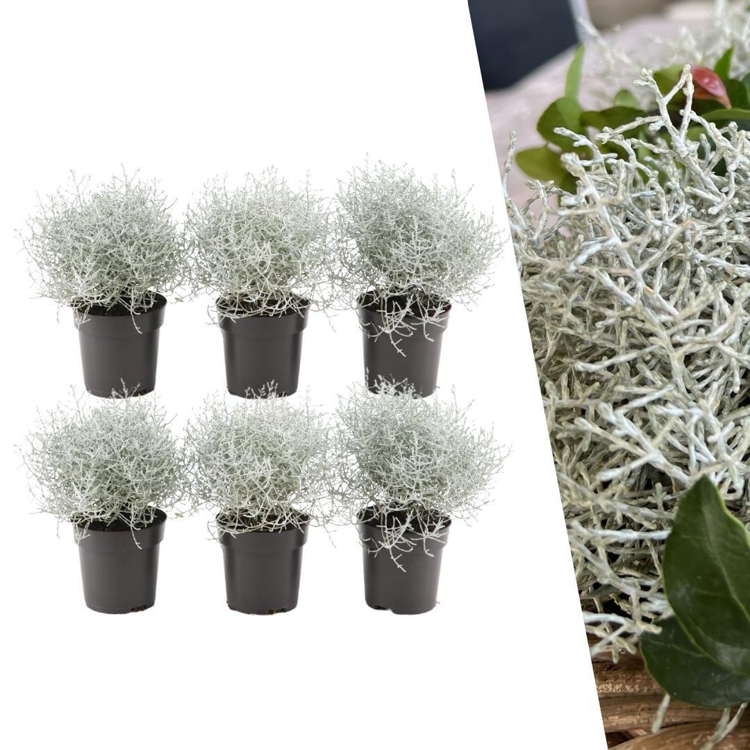 Stacheldrahtpflanze - Calocephalus' - 10 cm Ø - 15 cm ↕ 6 Stück