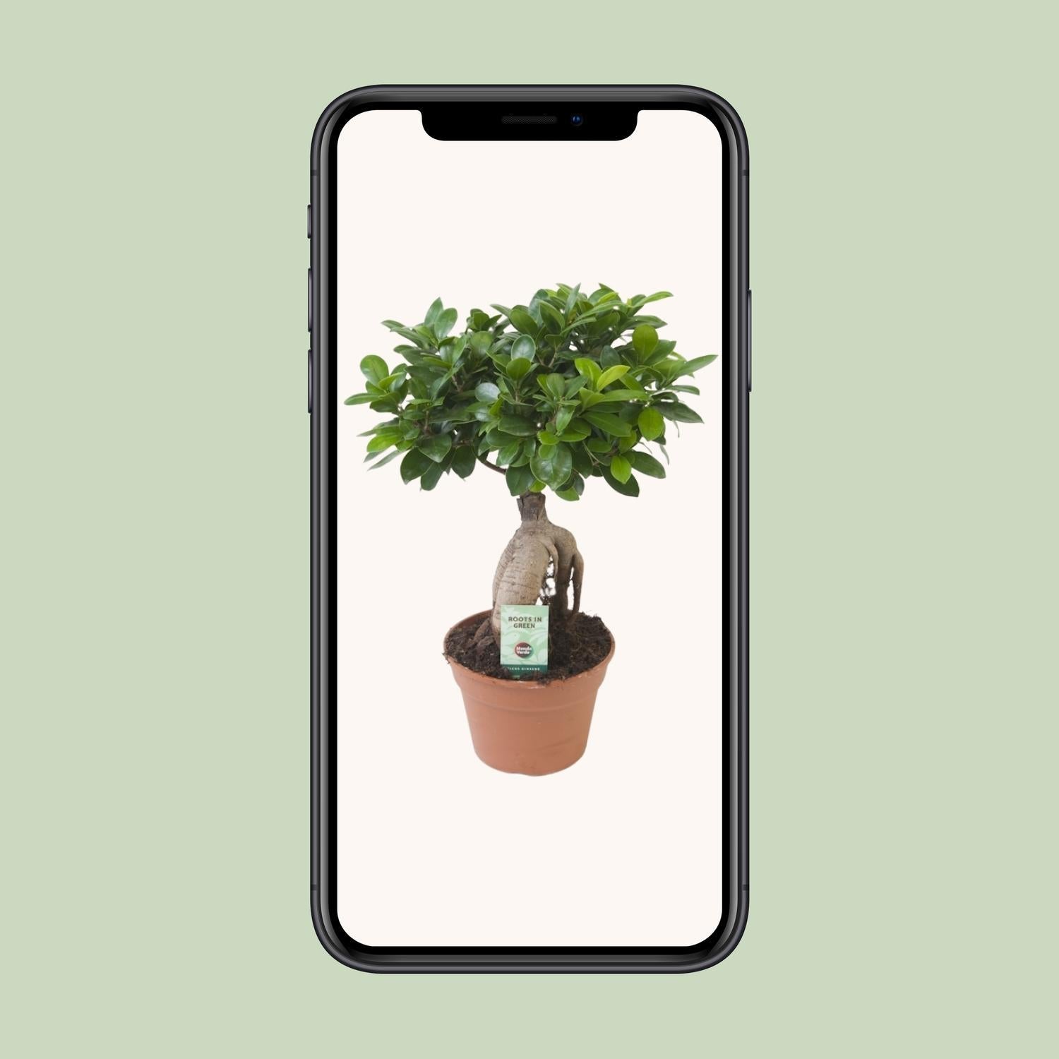 Ficus Ginseng - Ficus microcarpa Ginseng - Ø17cm - ↕40cm