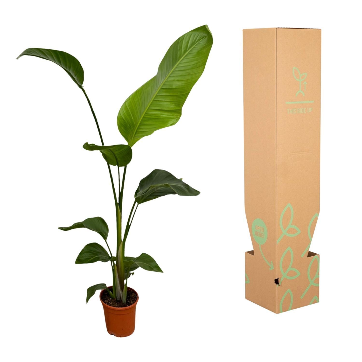 Paradiesvogelblume Set - Strelitzia Nicolai - 100 cm - Ø17 2 Stück