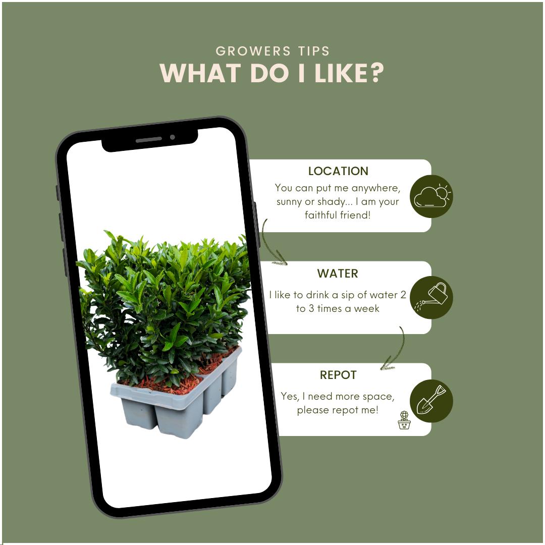 Spindelstrauch Green Spire - Euonymus 'Green Spire' Hecke - 48 Stück x Ø 7 cm ↨ 15 cm 8x6 Stück