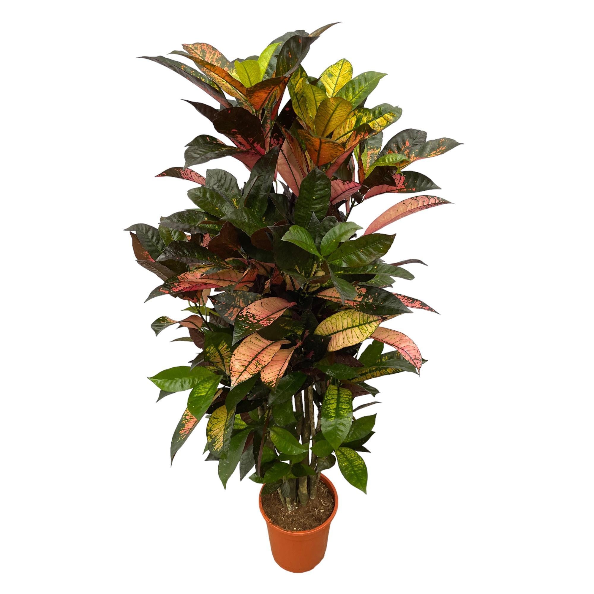 Wunderstrauch - Codiaeum Variegatum Iceton - 130 cm - Ø21cm