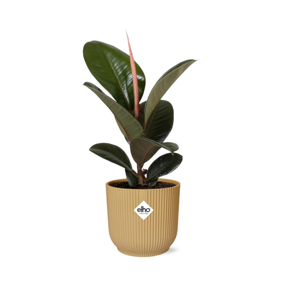 Gummibaum - Ficus Elastica Robusta - in ELHO Vibes Fold 14cm geel Topf gelb