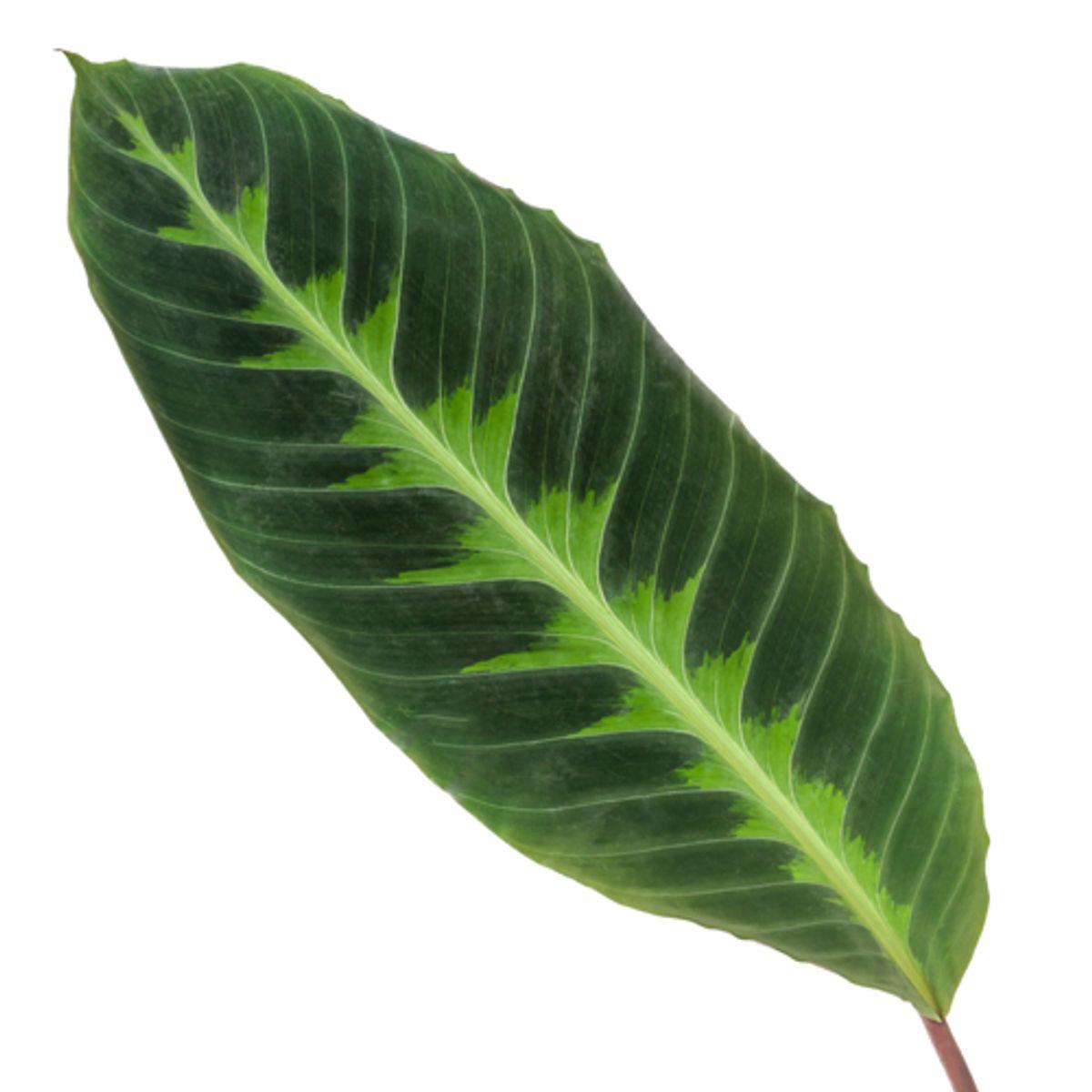 Samtcalathea - Calathea Warscewiczii - 80 cm - Ø19cm