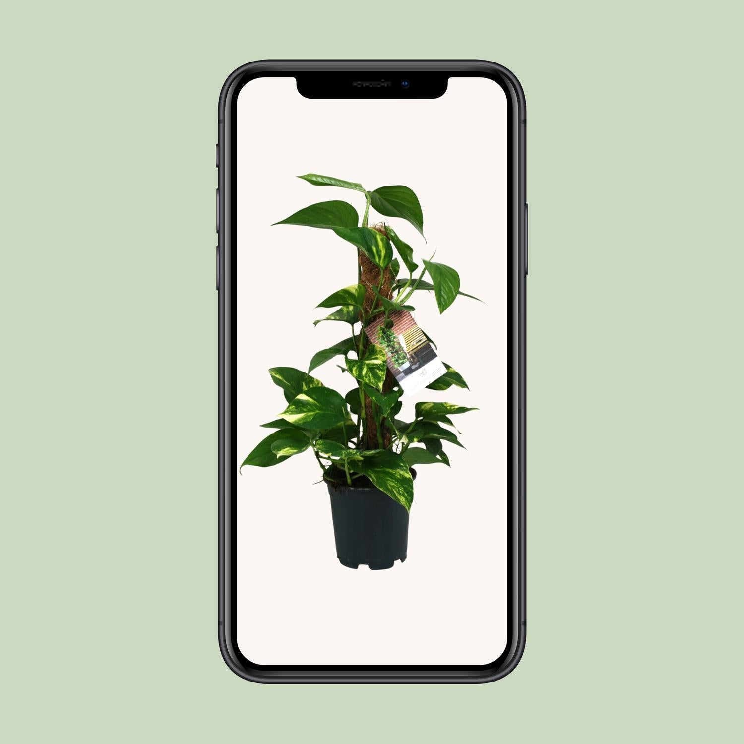 Efeutute - Scindapsus Epipremnum - Ø15cm - ↕50cm