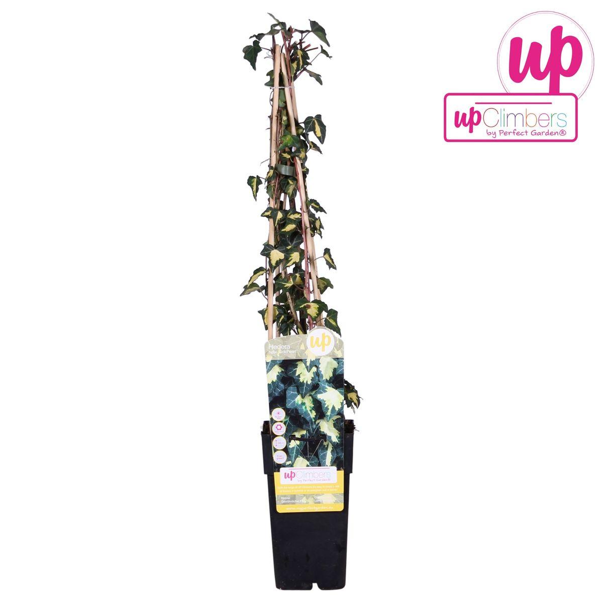 Efeu - Hedera Helix 'Goldheart'