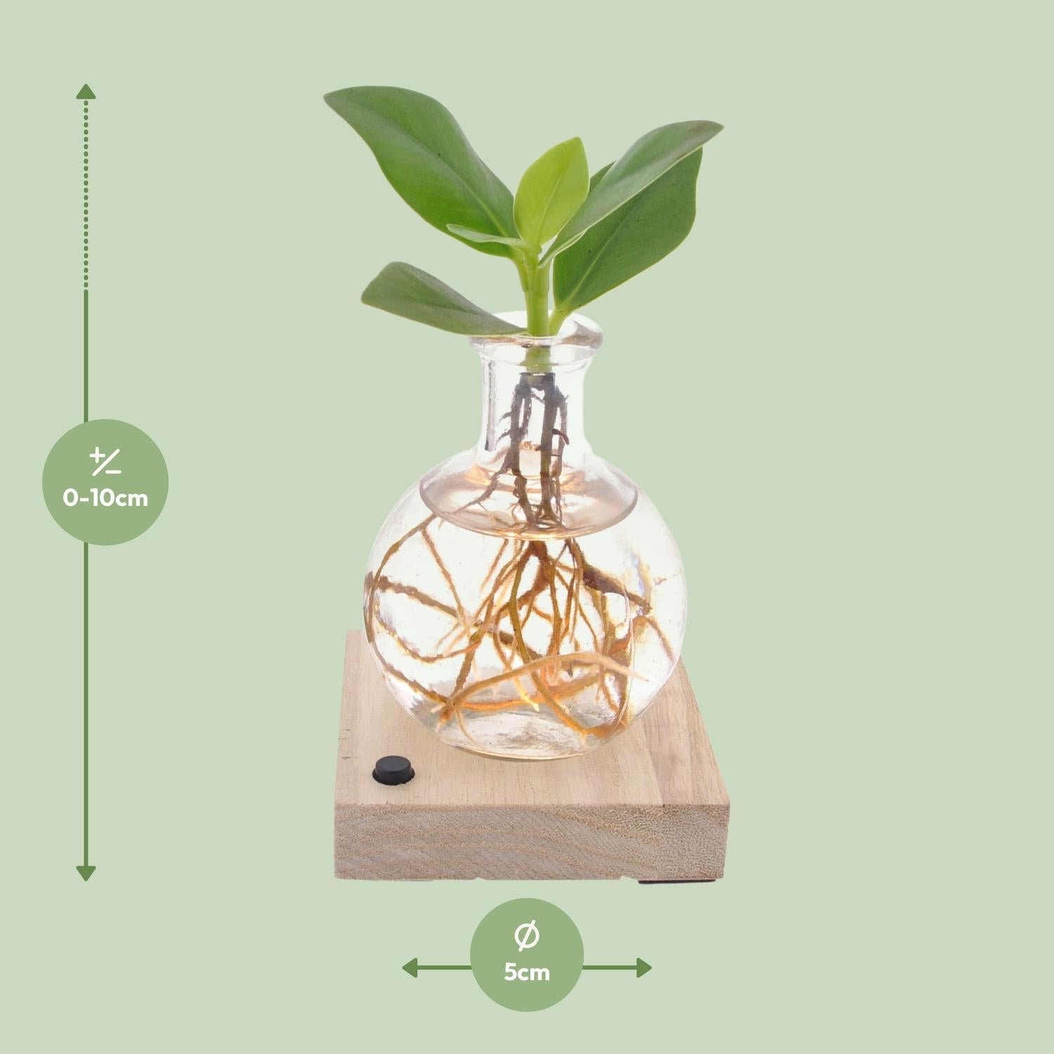 Balsamapfelpflanze - Clusia im Samoa Glas mit LED Beleuchtung - Ø5cm - ↕10cm