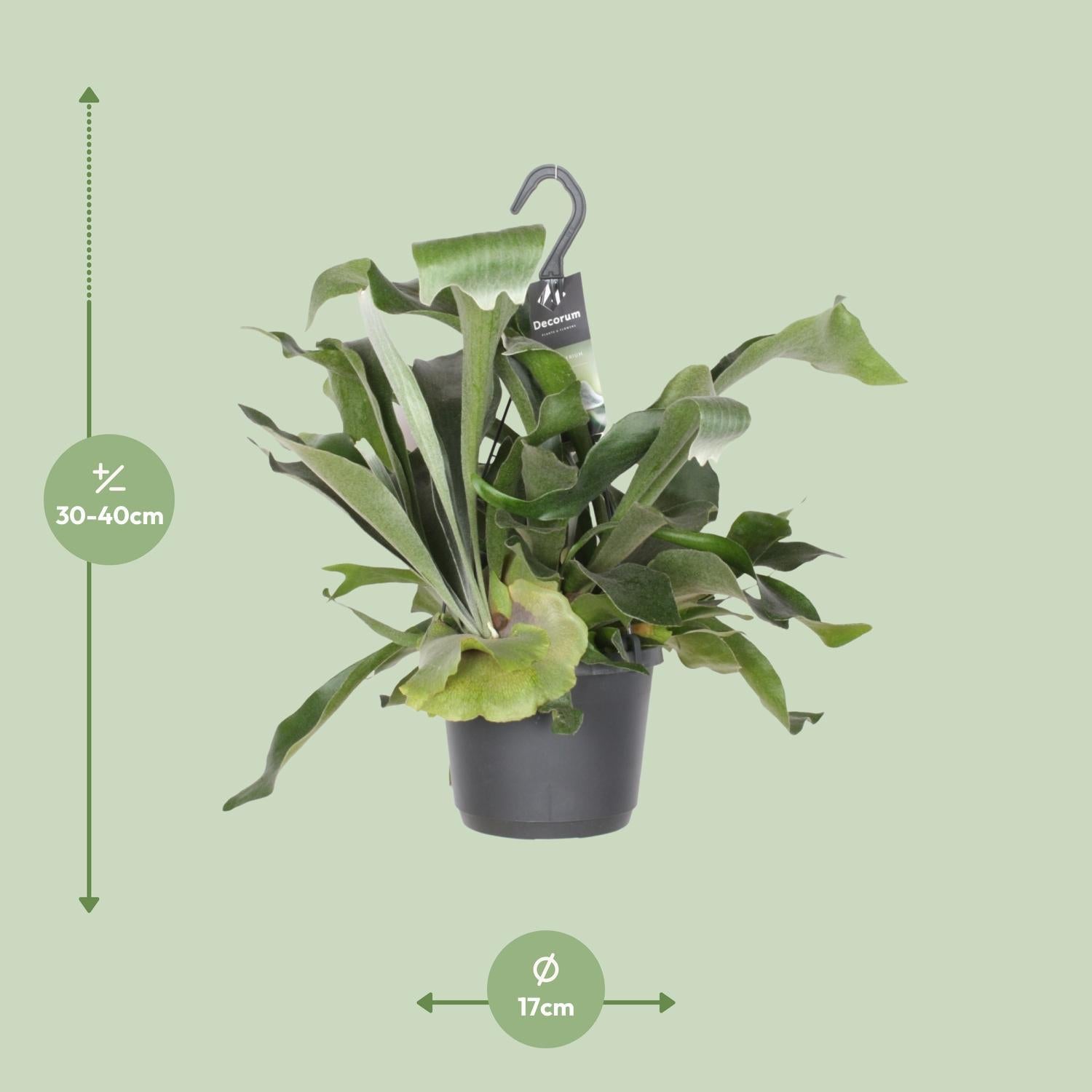 Geweihfarn - Platycerium Bifurcatum - Ø17cm - ↕30cm