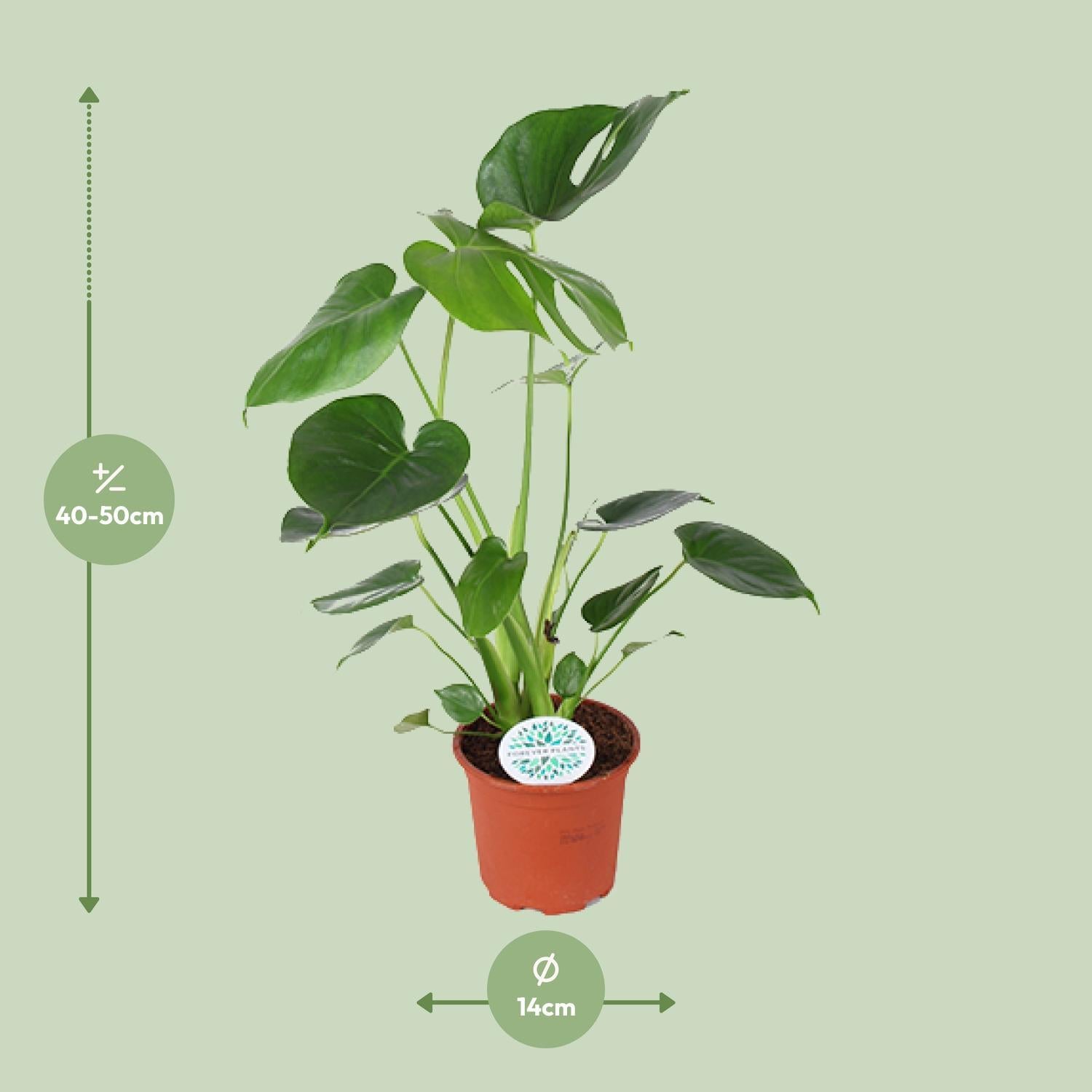 Fensterblatt - Monstera Deliciosa - Ø14cm - ↕45cm