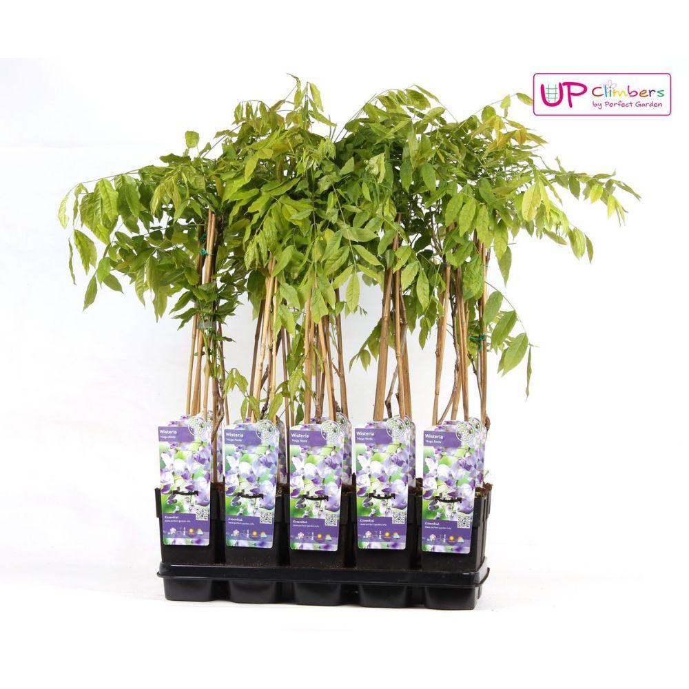 Japanischer Blauregen - Wisteria floribunda 'Naga Noda' - purpurner Regen - Ø15cm - ↕65cm