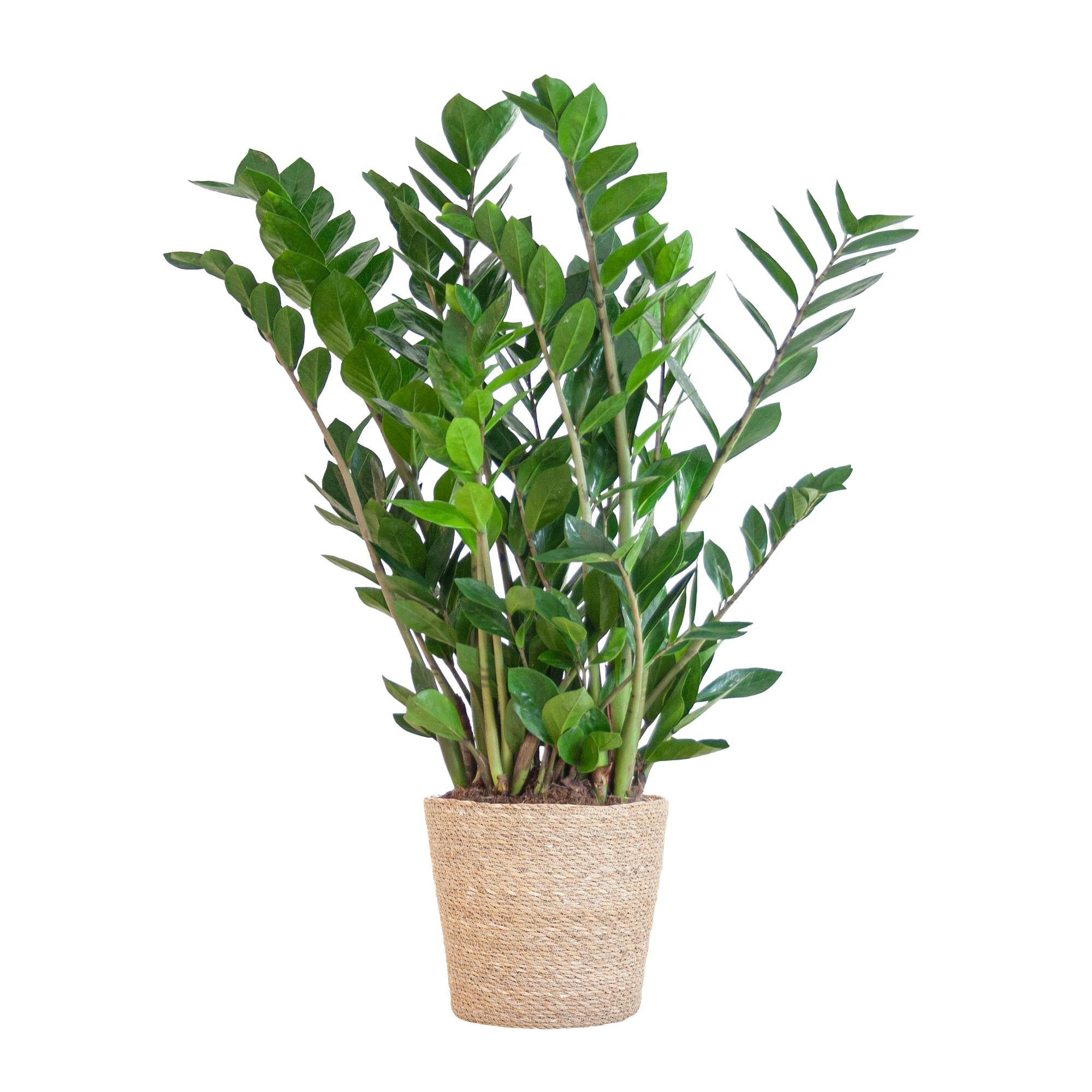 Glücksfeder - Zamioculcas Zamiifolia mit Korb Sofia natur - 80cm - Ø21