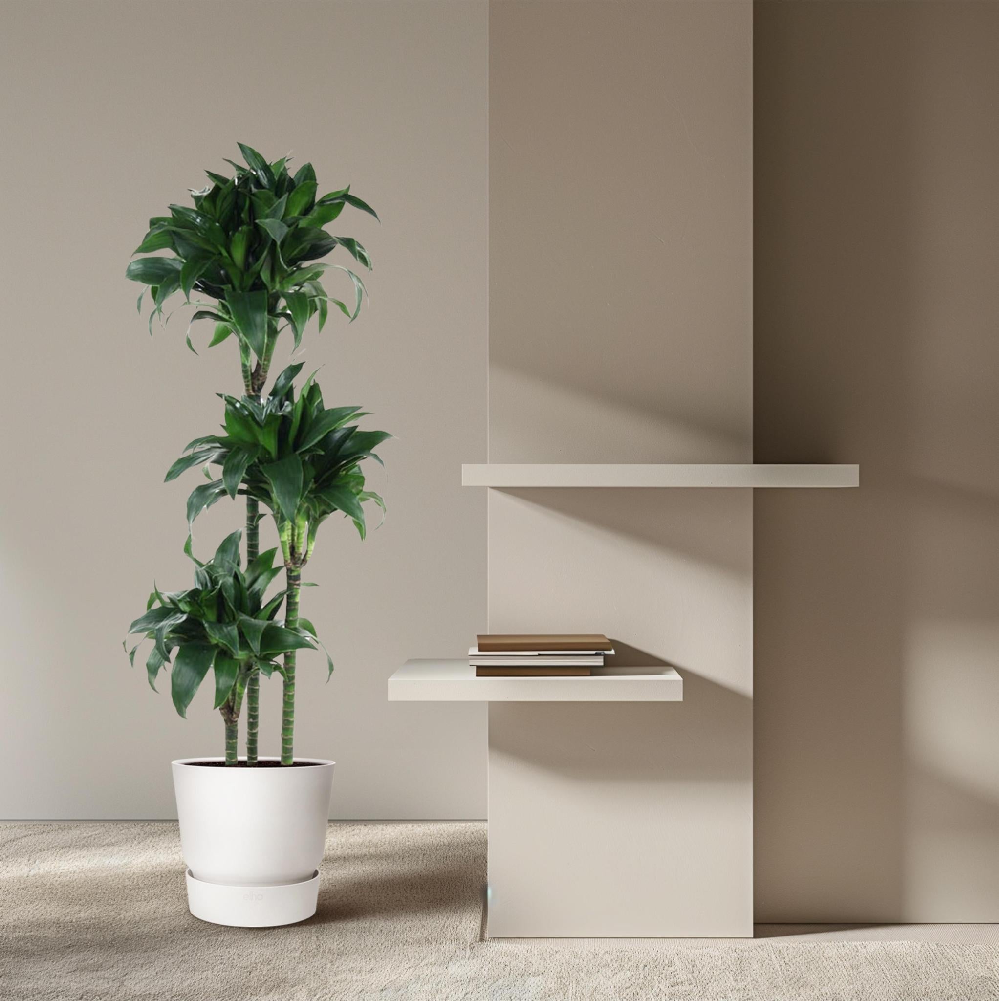 Drachenbaum - Dracaena Tatuade - 140 cm - ø24