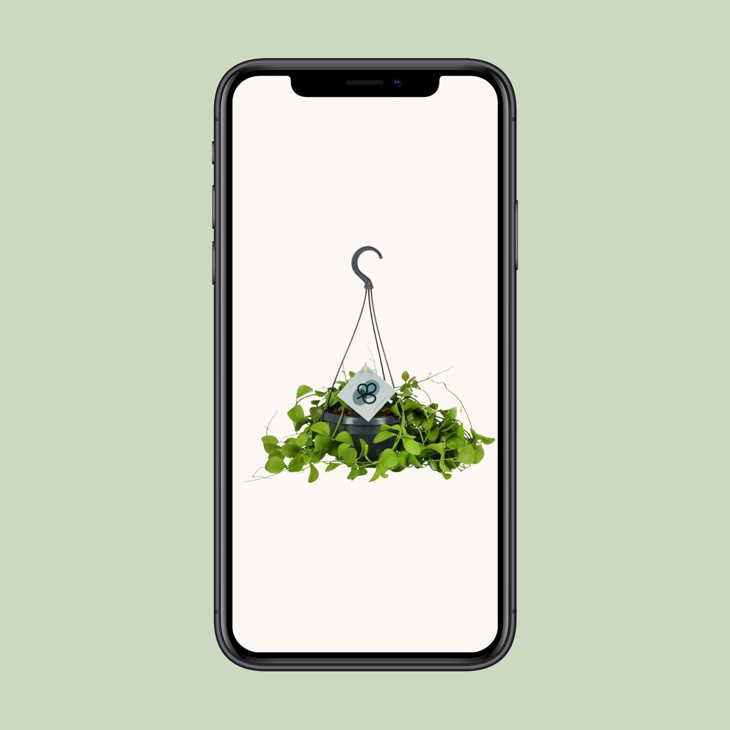 Urnenpflanze - Dischidia Imbricata - Ø14 ↕40