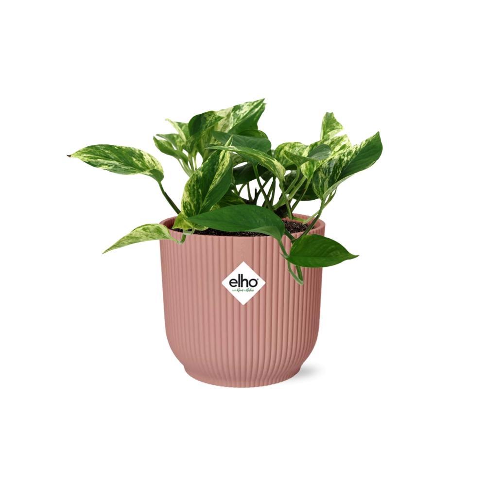 Efeutute - Scindapsus (Epipremnum) Marble Queen in ELHO Vibes Fold 14cm roze Topf Rosa