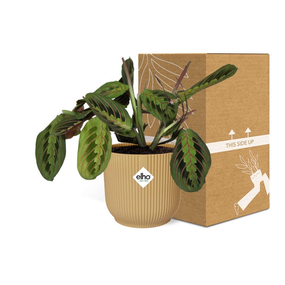 Gebetspflanze - Maranta Leuconeura ‘Fascinator’ Tricolor in ELHO Vibes Fold 14cm Topf gelb