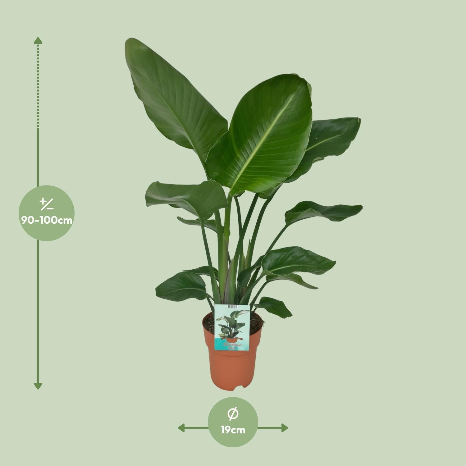 Paradiesvogelblume - Strelitzia Nicolai - Ø19cm - ↕80cm