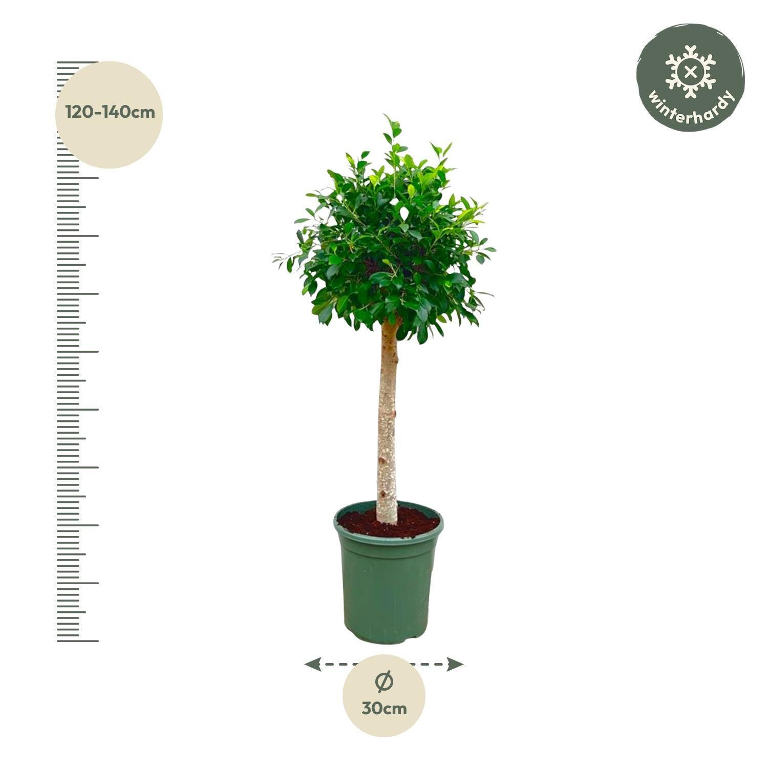 Birkenfeige - Ficus Nitida Baum - 130 cm - ø30