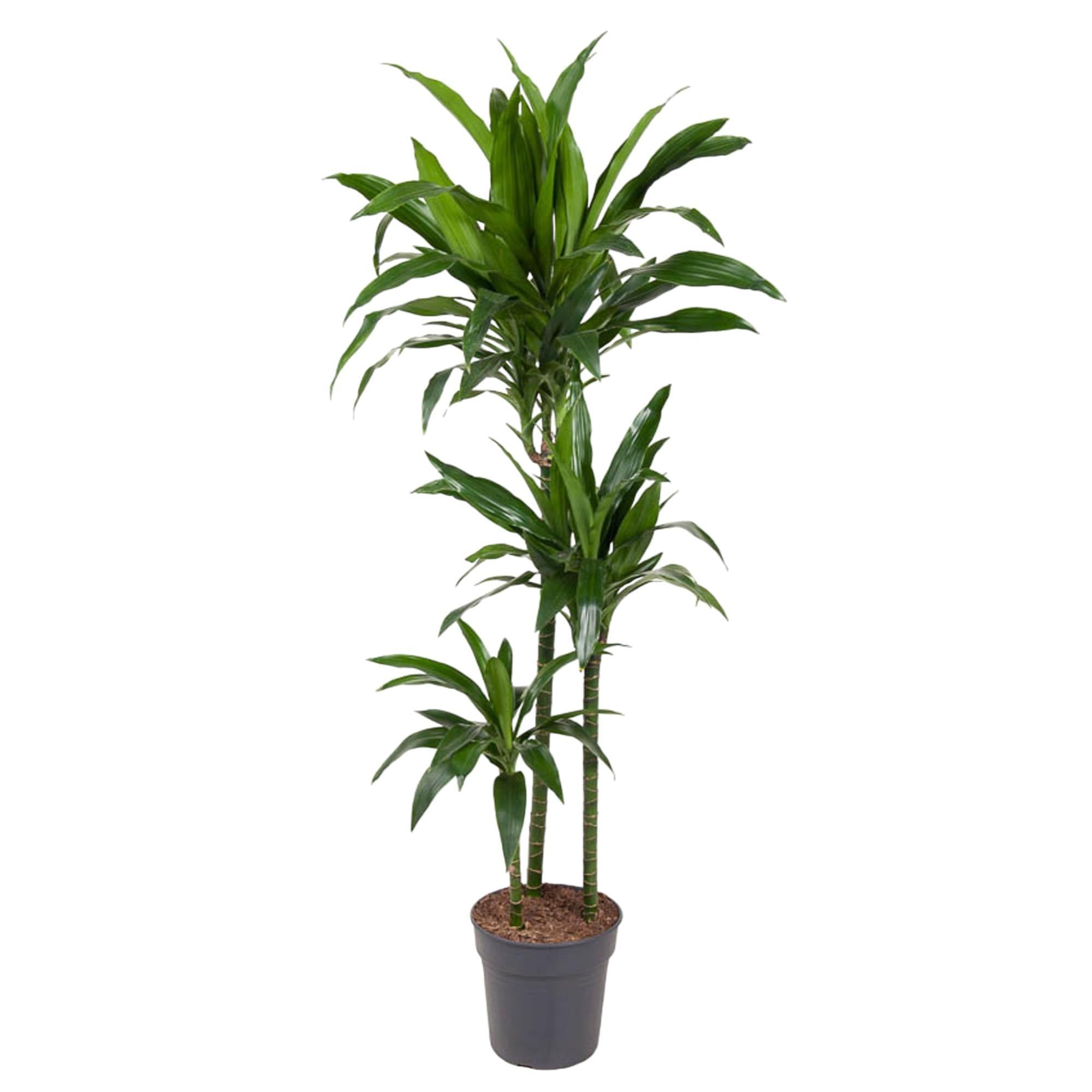 Drachenbaum - Dracaena Janet Craig - 150 cm - ø24
