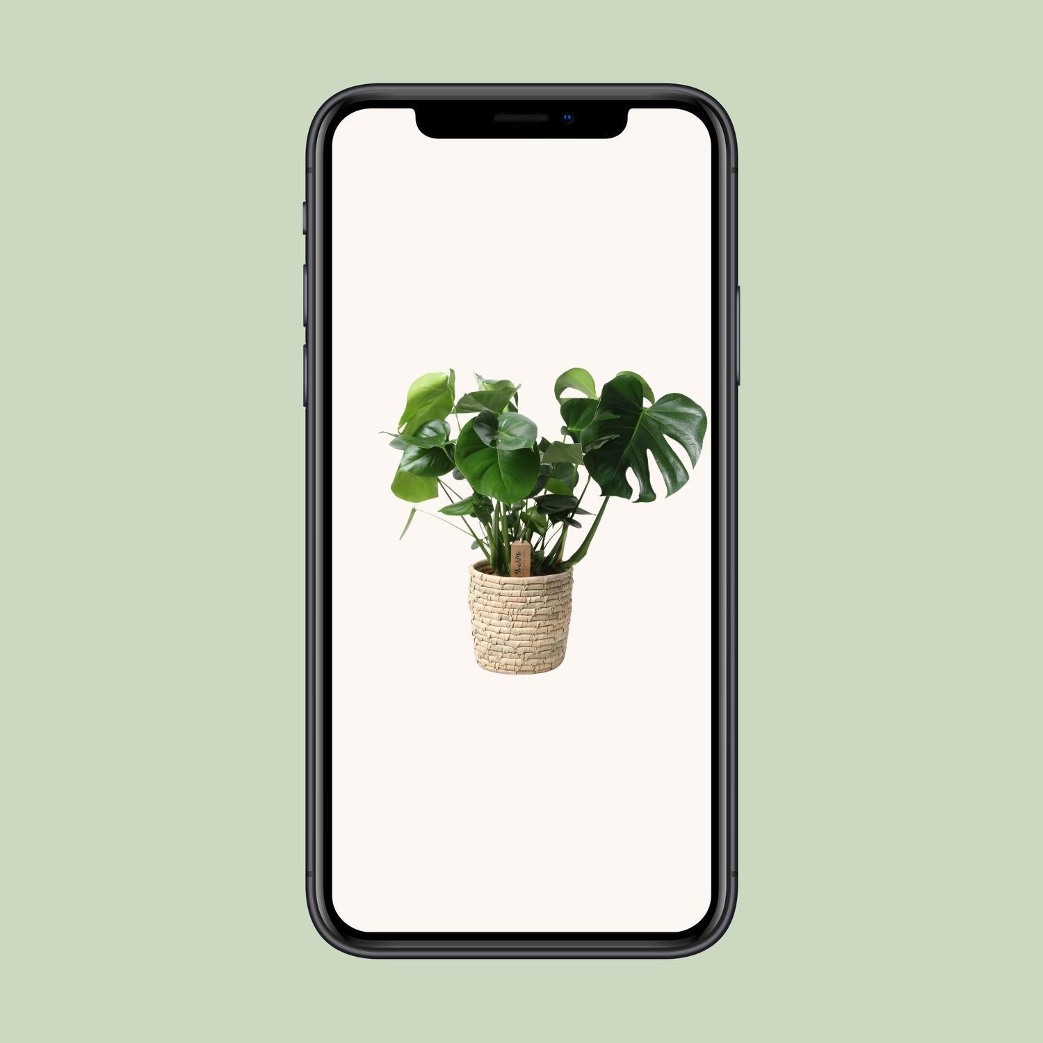 Fensterblatt - Monstera Deliciosa - Im Basket Palmblatt - Ø21cm - ↕60cm