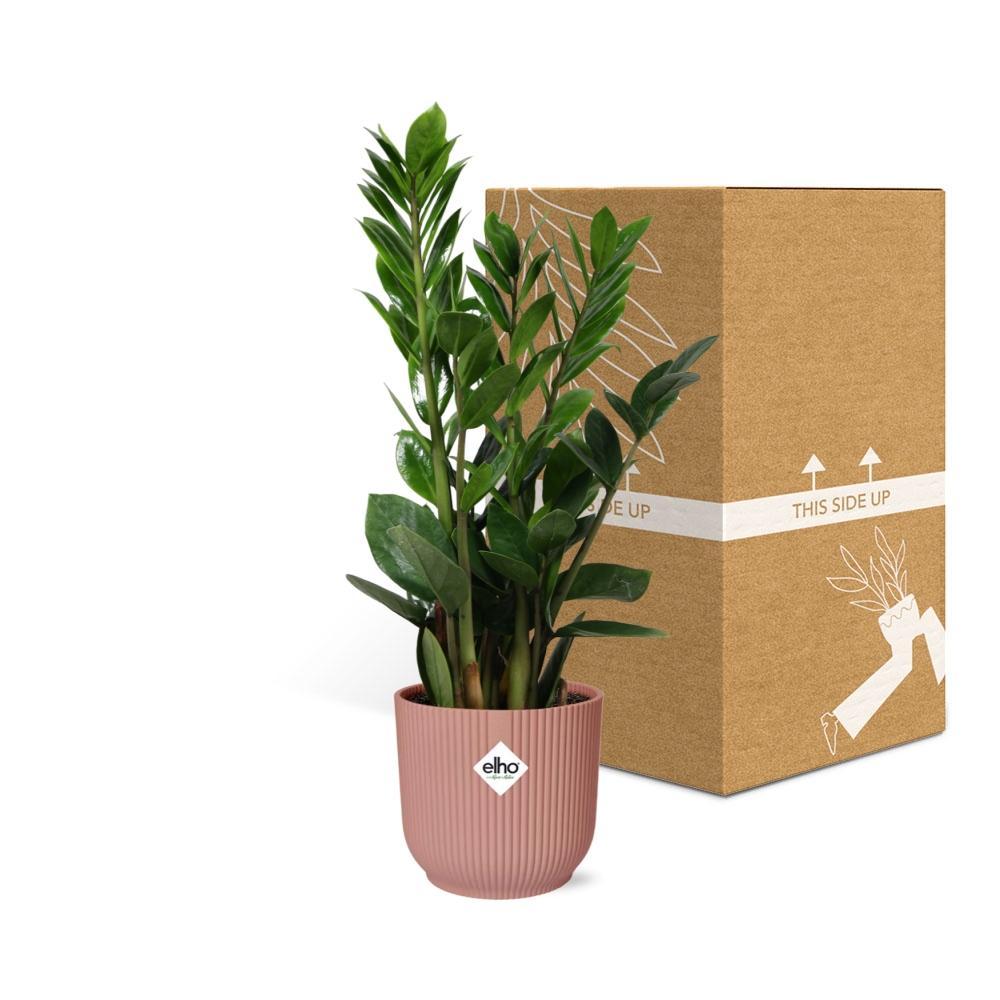 Glücksfeder - Zamioculcas – Höhe45-50 in ELHO Vibes Fold Topf rosa 14cm