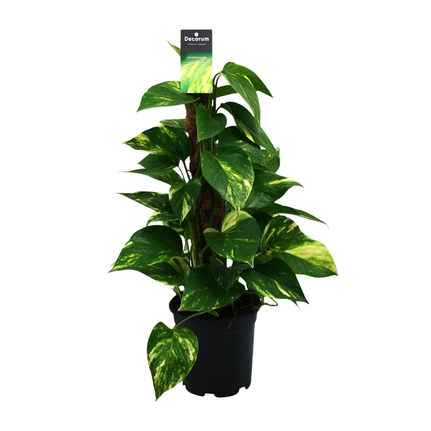 Efeutute - Scindapsus (Epipremnum) - Ø15cm - ↕50cm