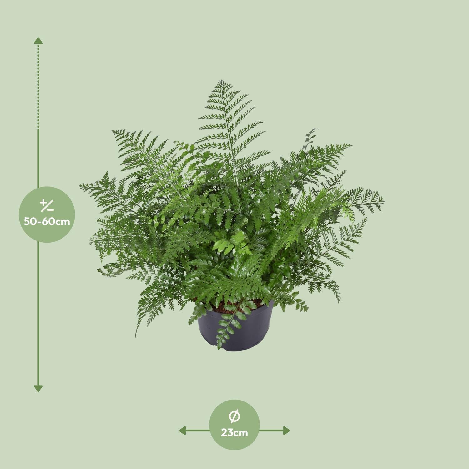 Vogelnestfarn - Asplenium Parvati - Ø23cm - ↕55cm