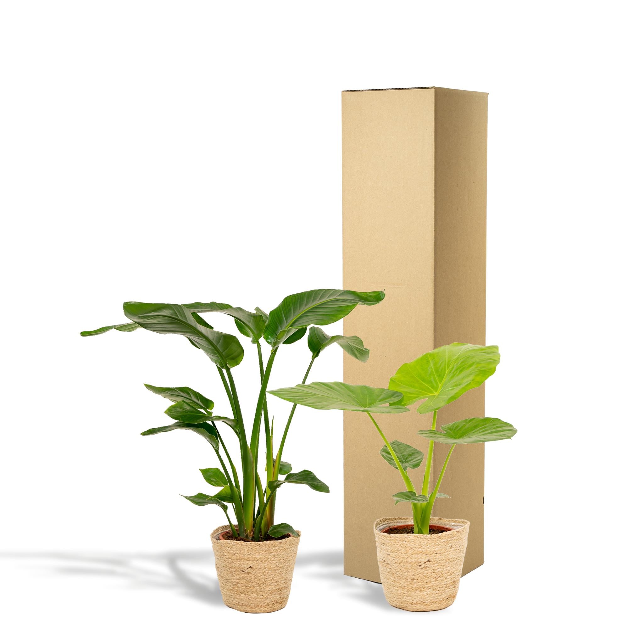Pflanzen Mix - Strelitzia Nicolai - Ø19cm - ↕85cm & Alocasia Macrorrhiza - Ø19cm - ↕70cm + Korb Selin