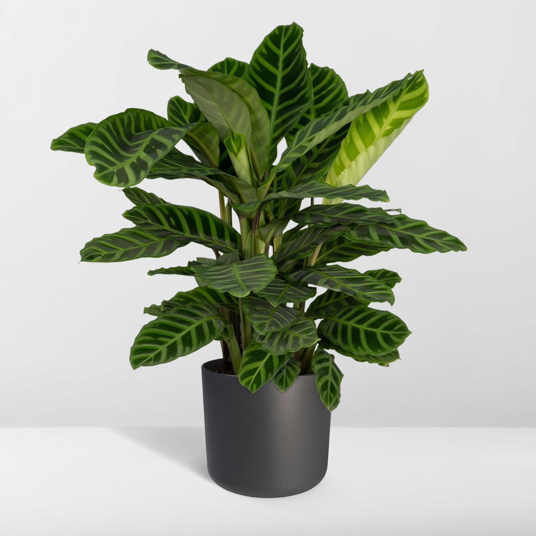 Zebrapflanze - Calathea Zebrina - 80cm - Ø19