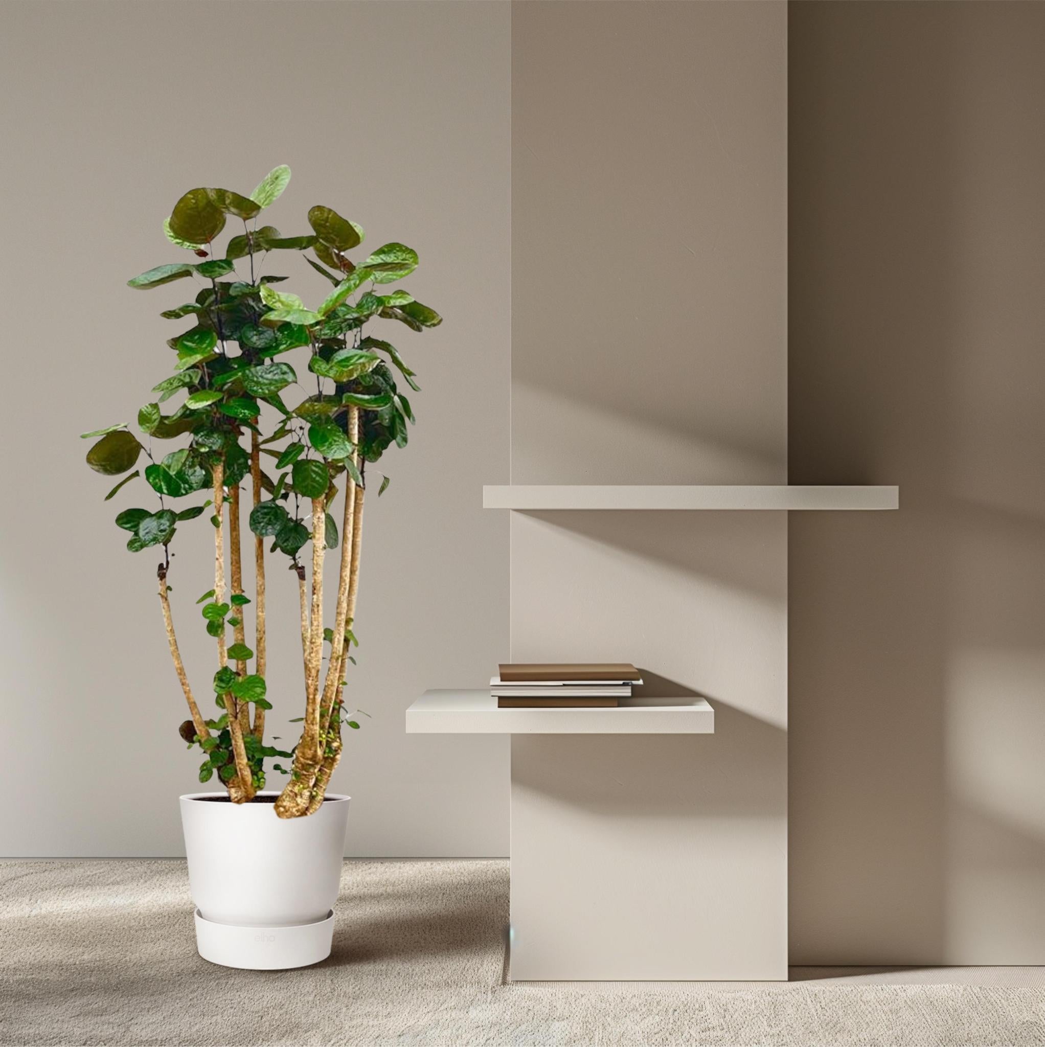 Ming Aralie - Polysicas Fabian XXL - 160 cm - ⌀27