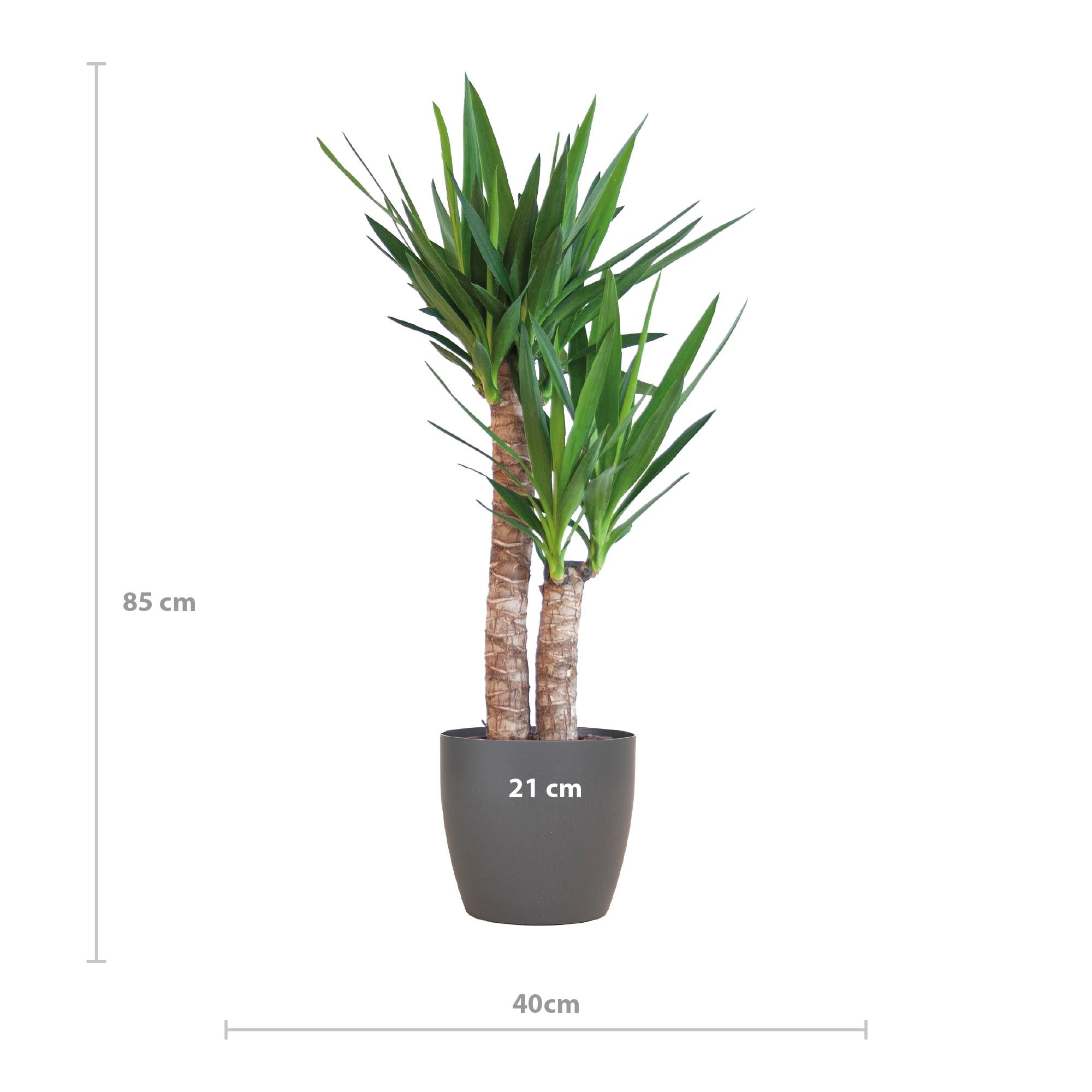 Yuccapalme- Yucca Elephantipes mit Viber Topf Schwarz - 90cm - Ø21