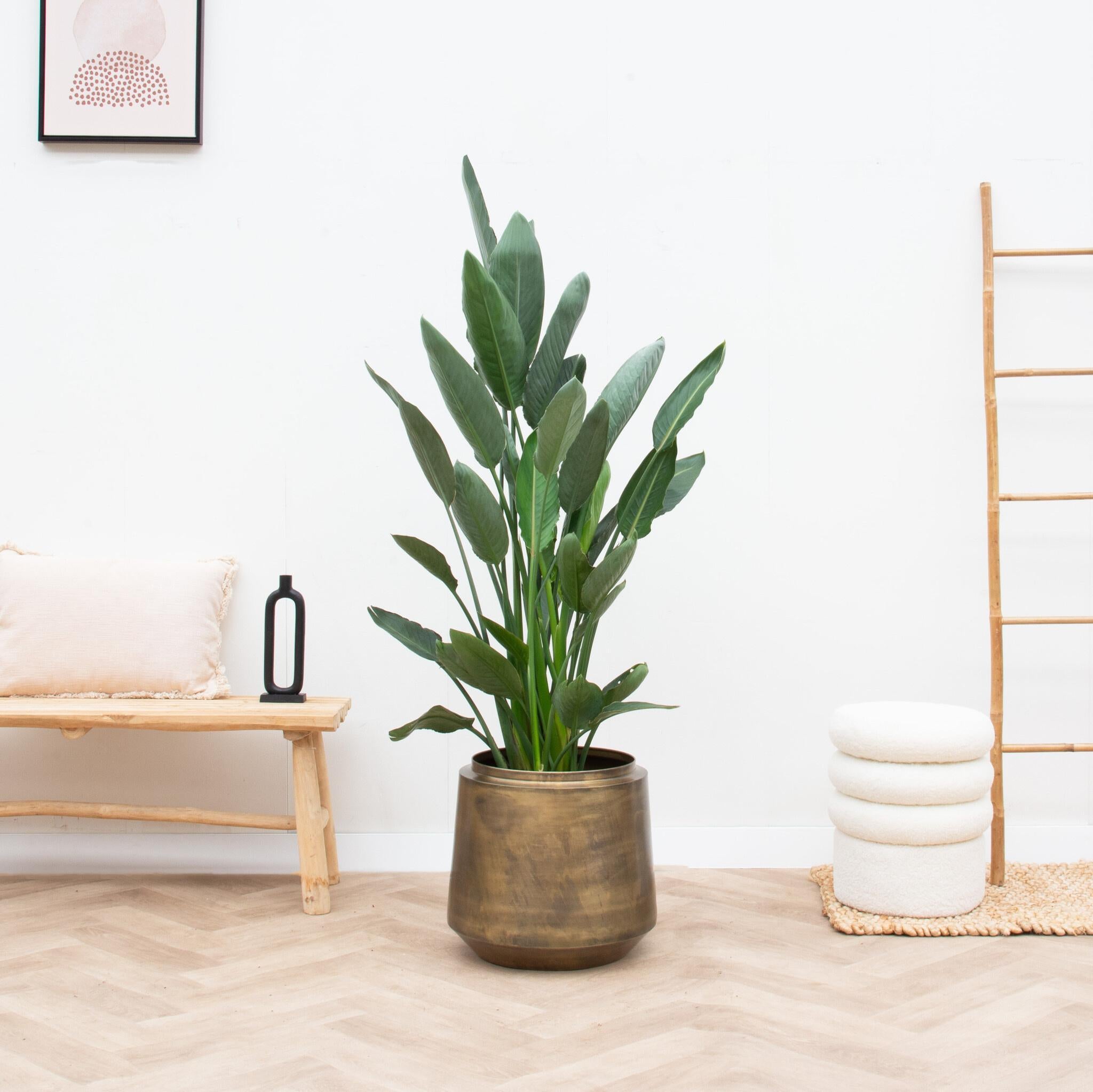 Blumen -und Pflanzenkübel - Pot Indigo Vintage Gold - D58 x H51