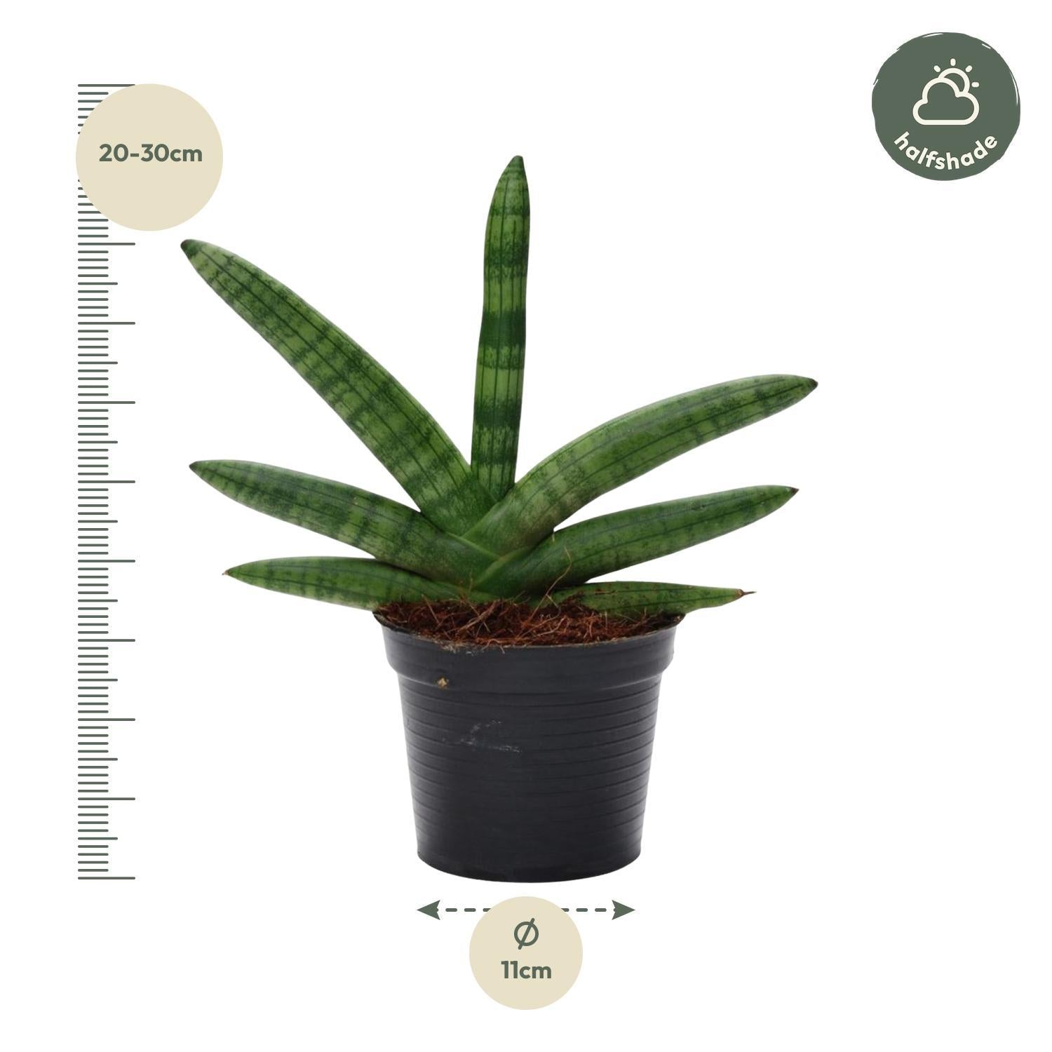 Damenzunge - Sansevieria Skyline - 25 cm - ø10,5