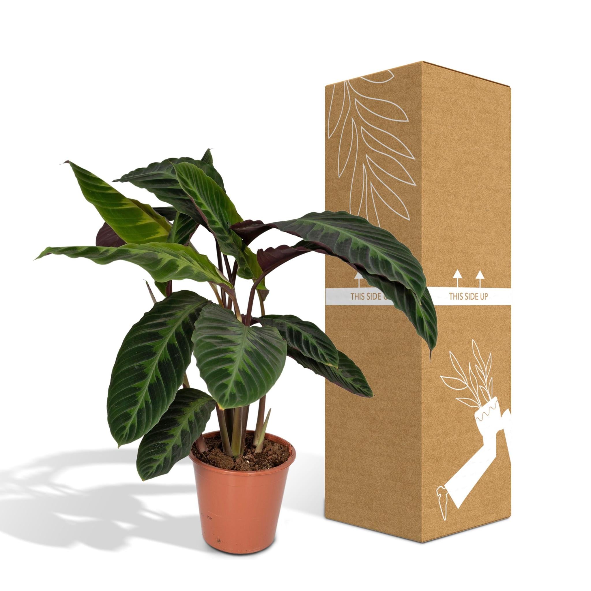 Samtcalathea - Calathea Warscewiczii - 70cm - Ø19