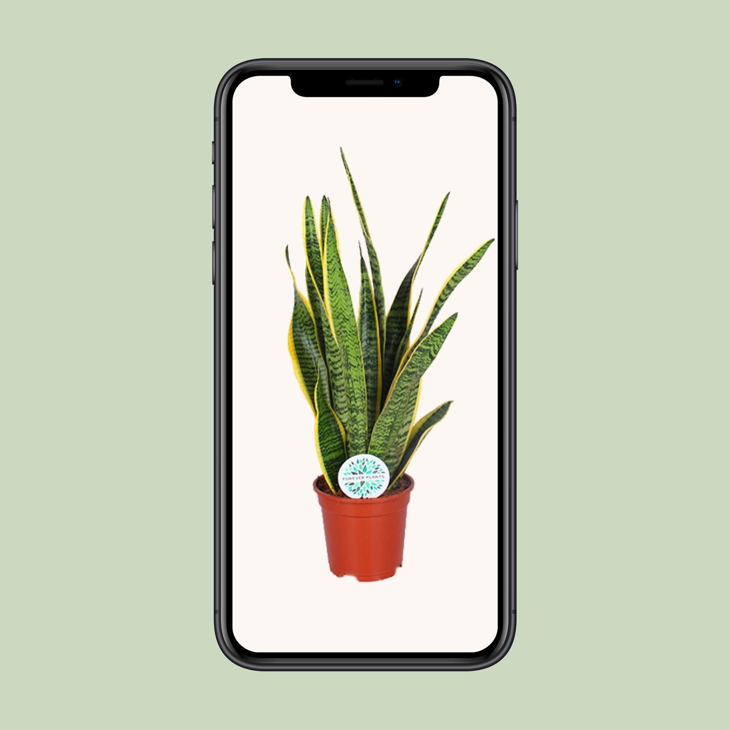 Bogenhanf - Sansevieria Trifasciata Laurentii - Ø17cm - ↕60cm